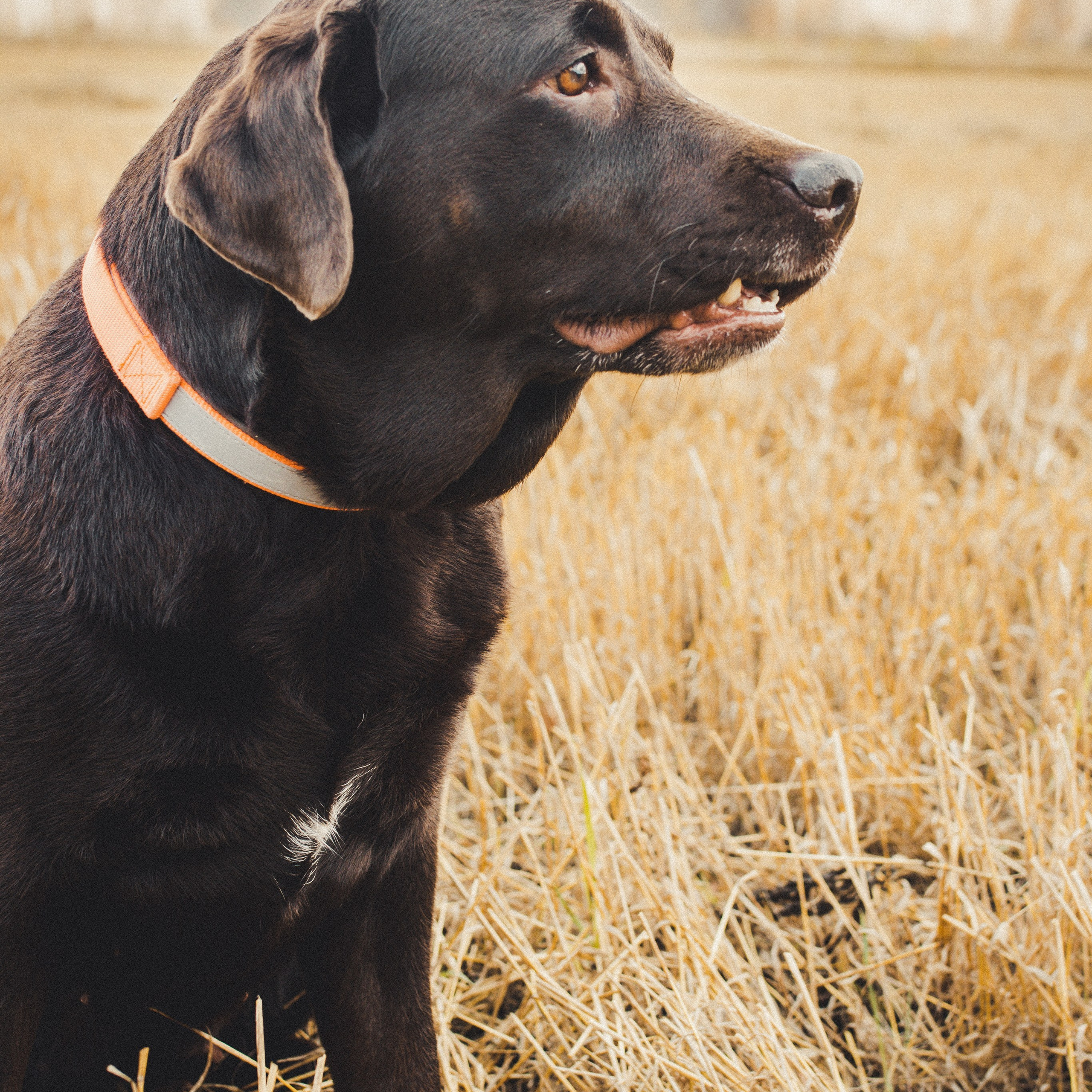 Милые создания