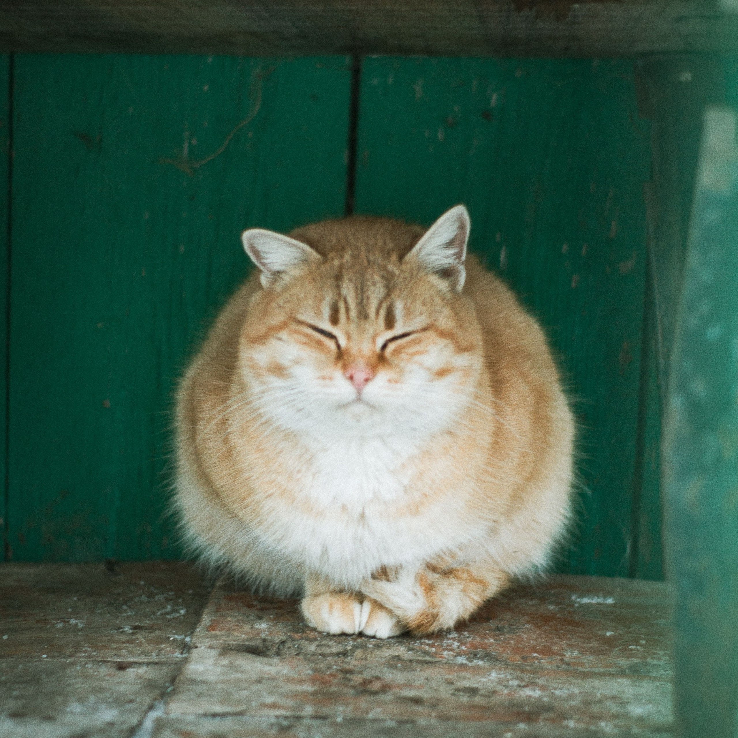 Милые создания