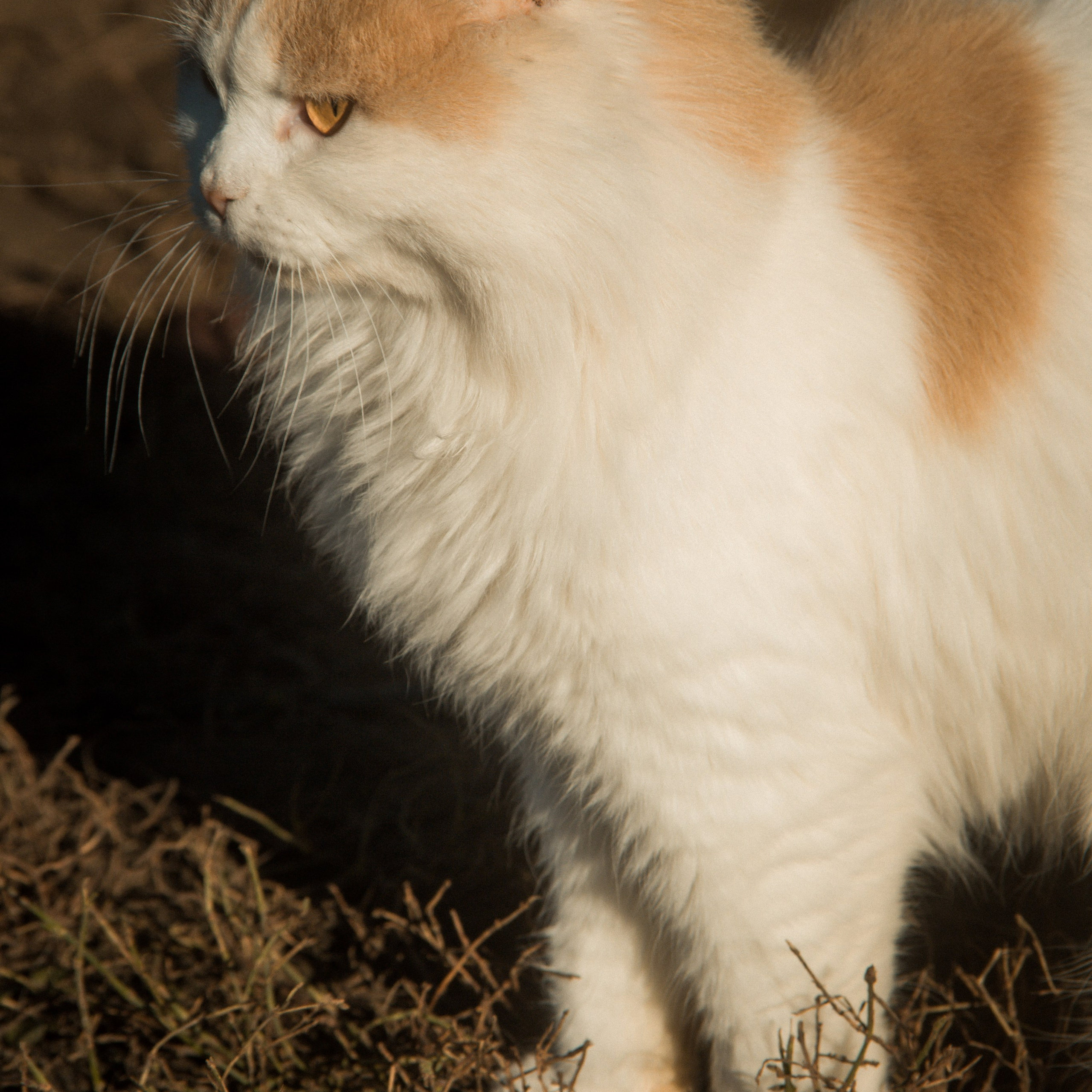 Милые создания