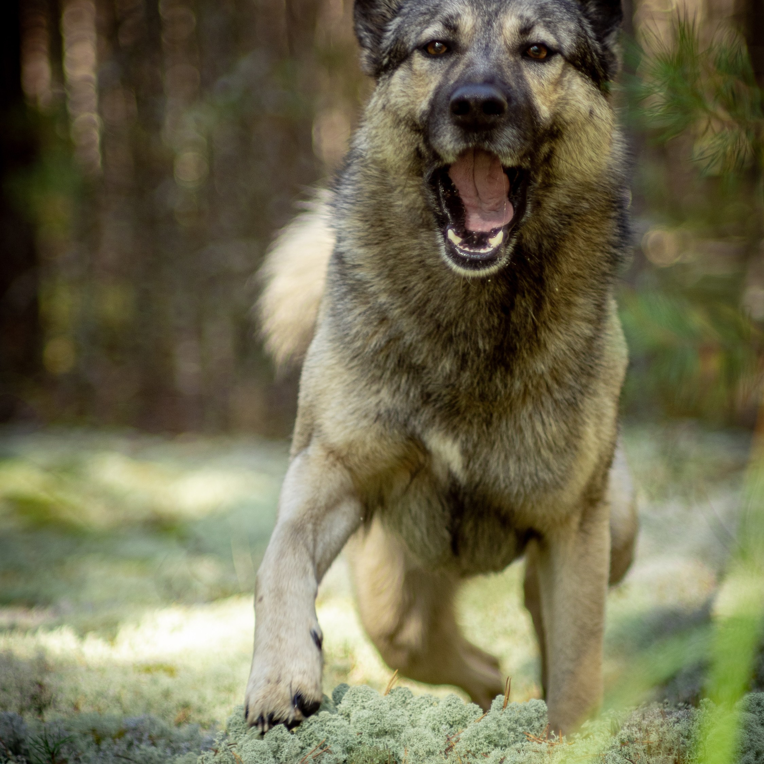 Милые создания