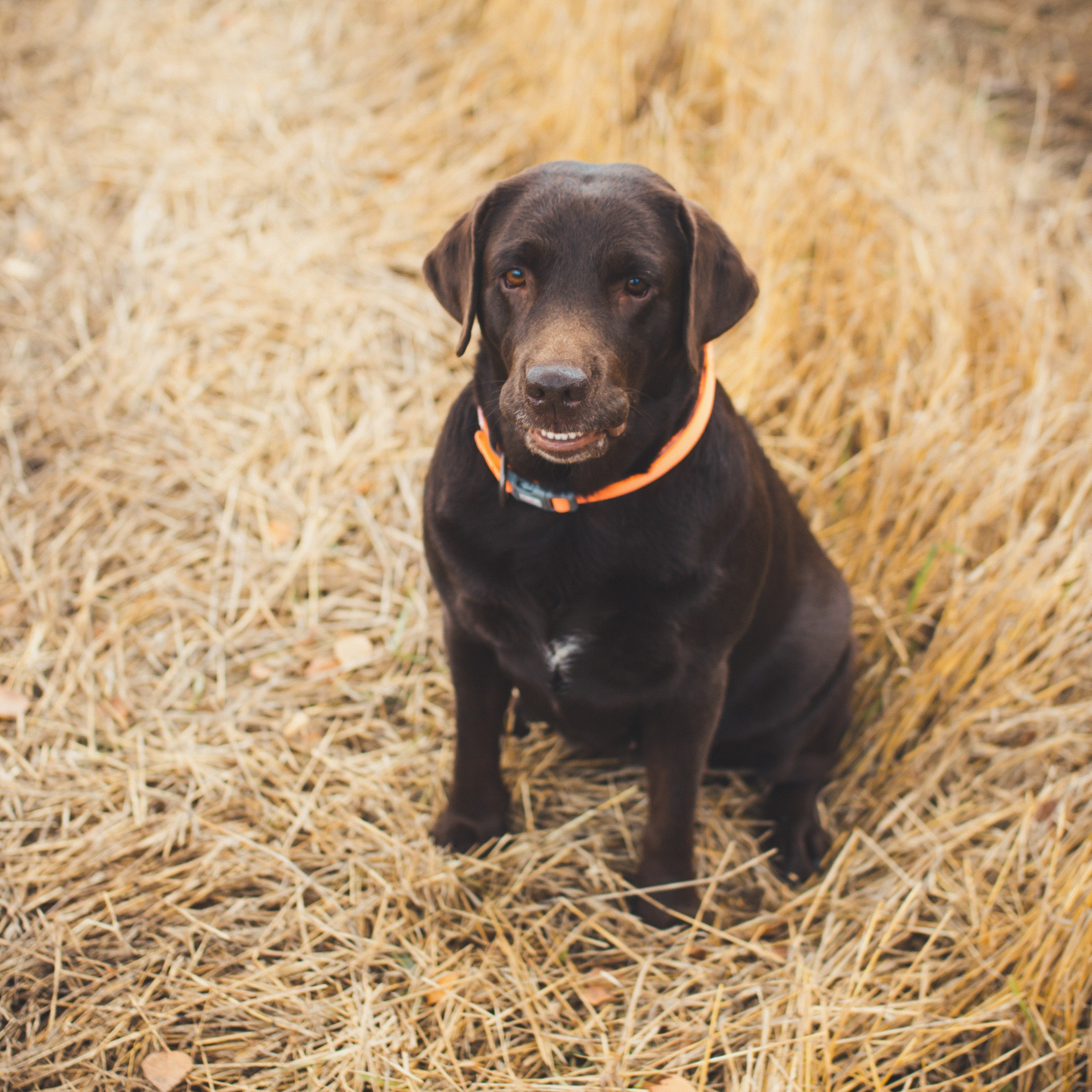 Милые создания