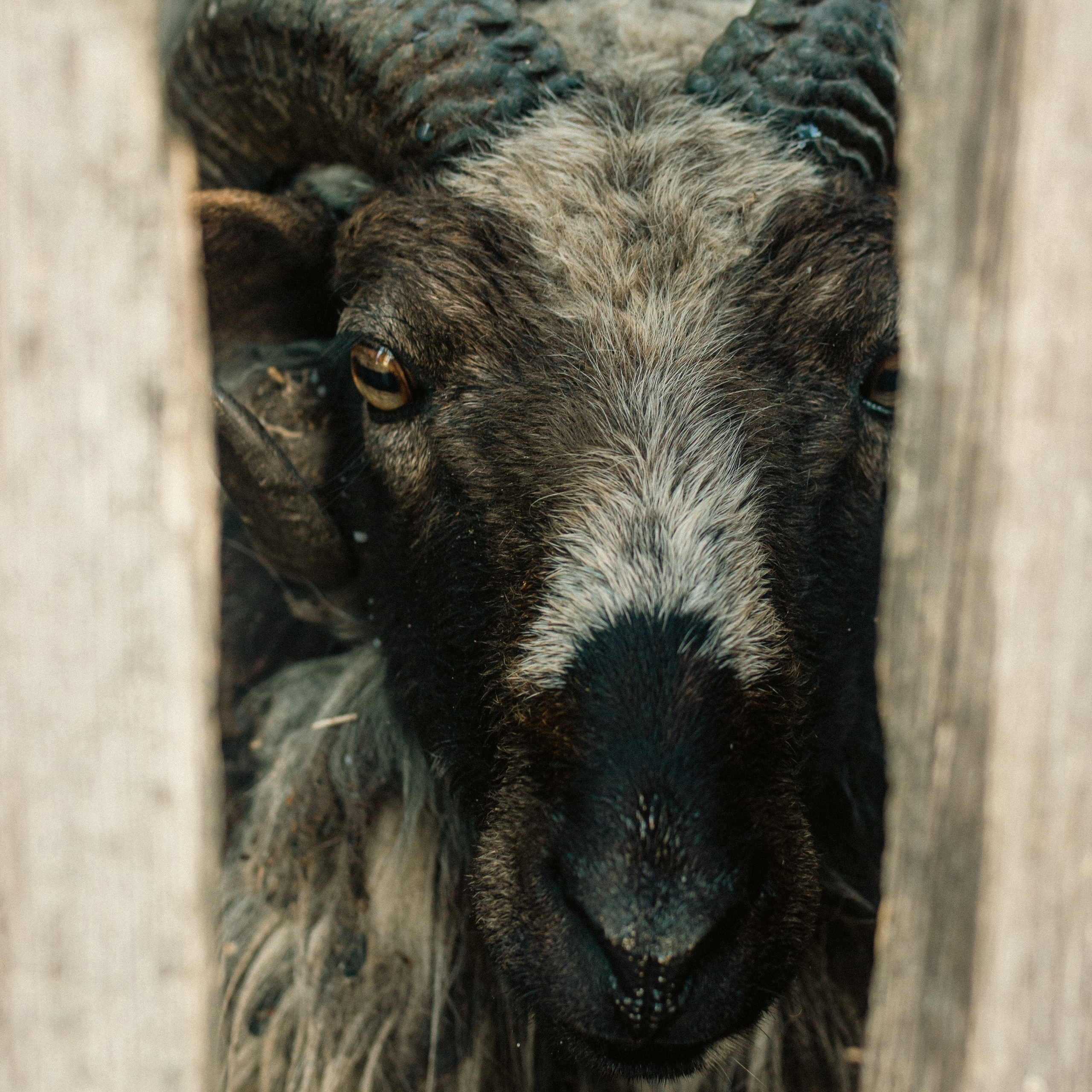 Милые создания