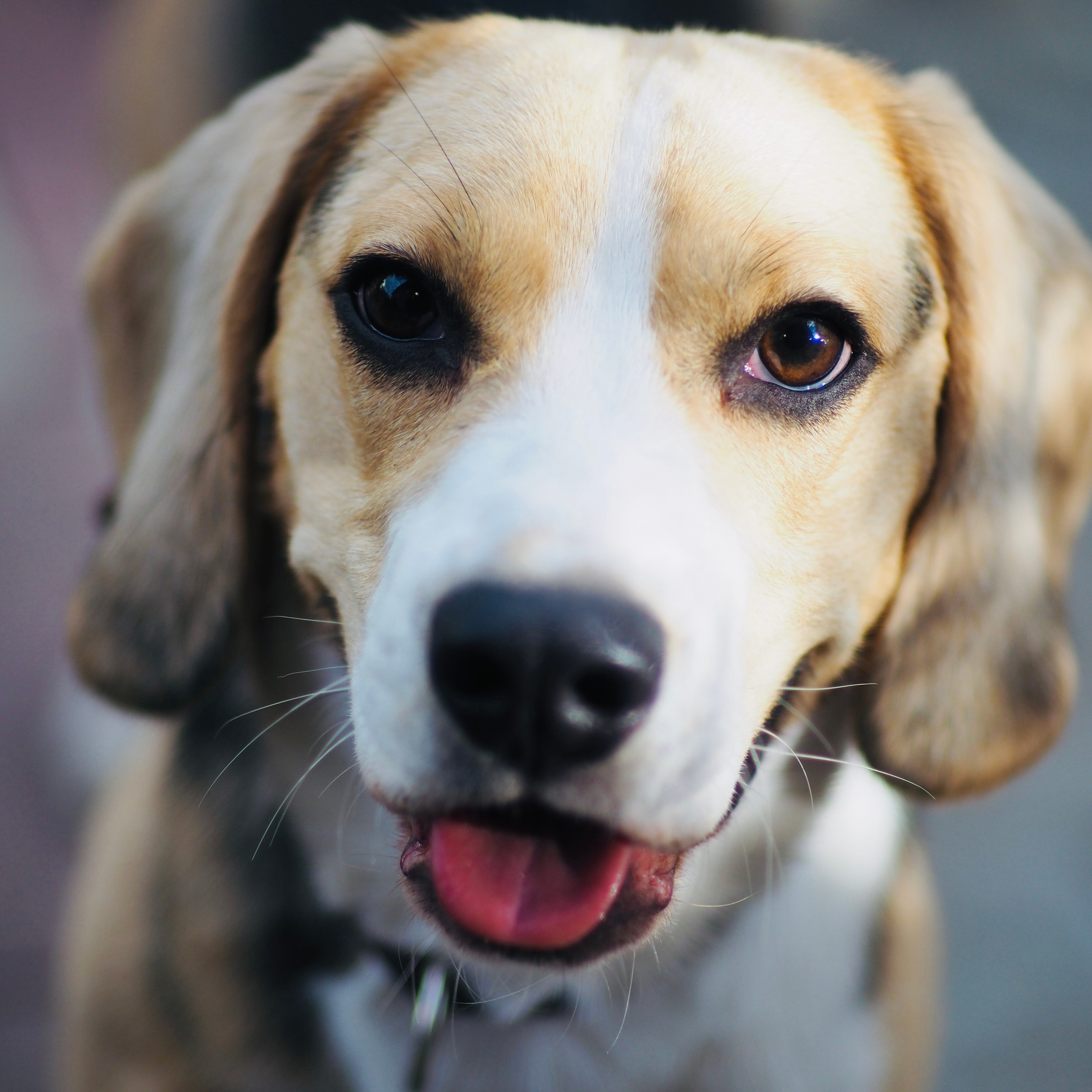 Милые создания