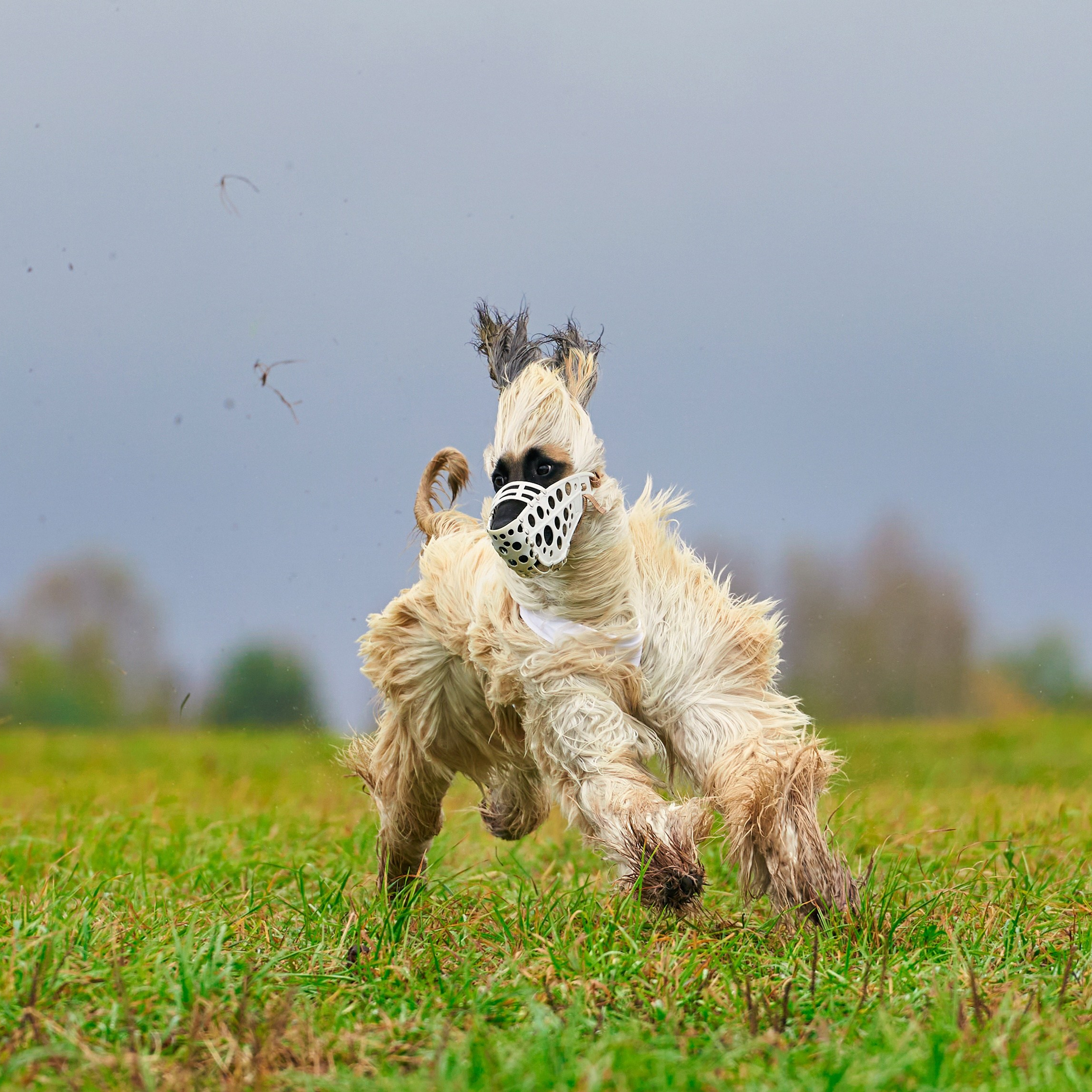 Отзывы. Фотограф-анималист Михаил Манухин