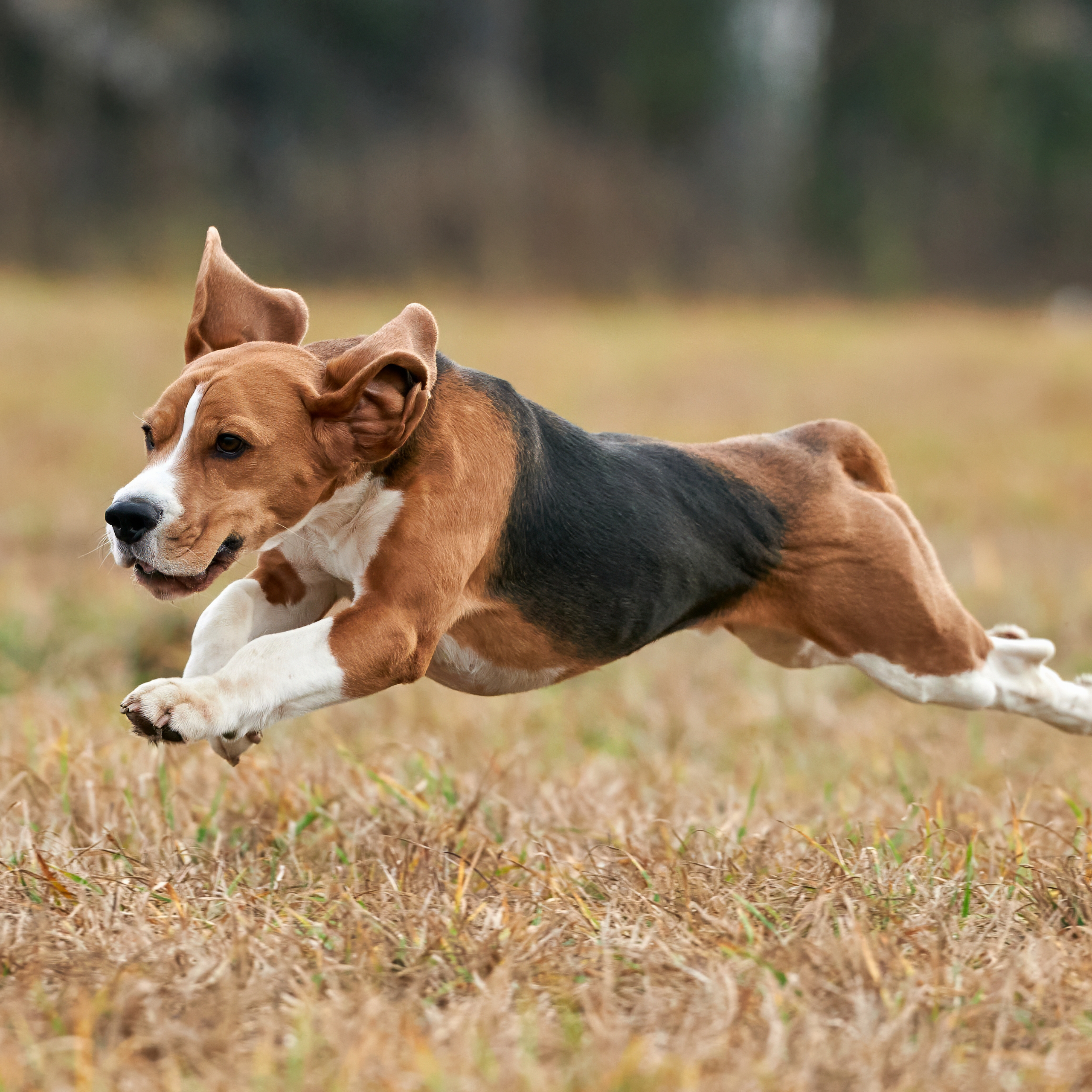 Отзывы. Фотограф-анималист Михаил Манухин