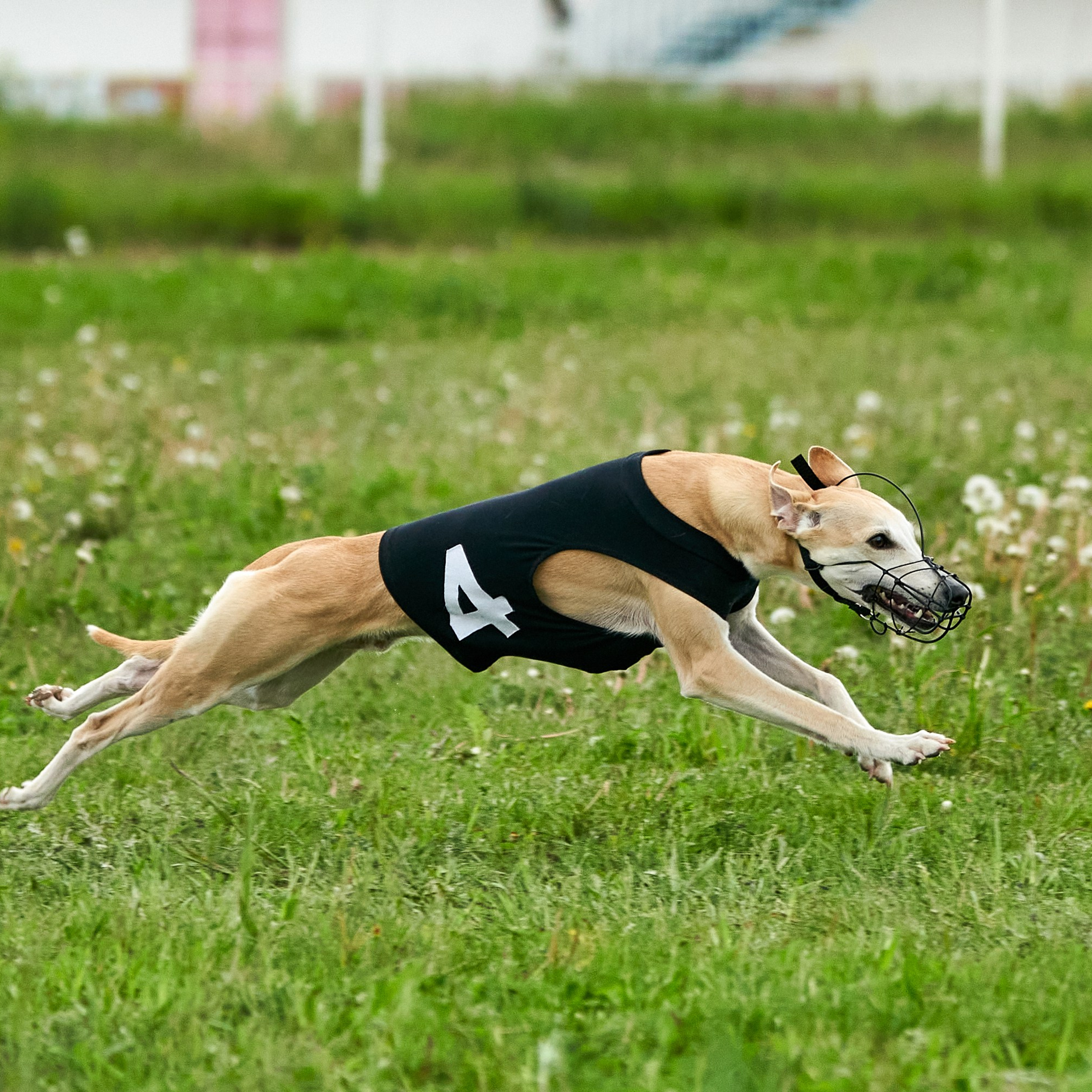 Отзывы. Фотограф-анималист Михаил Манухин