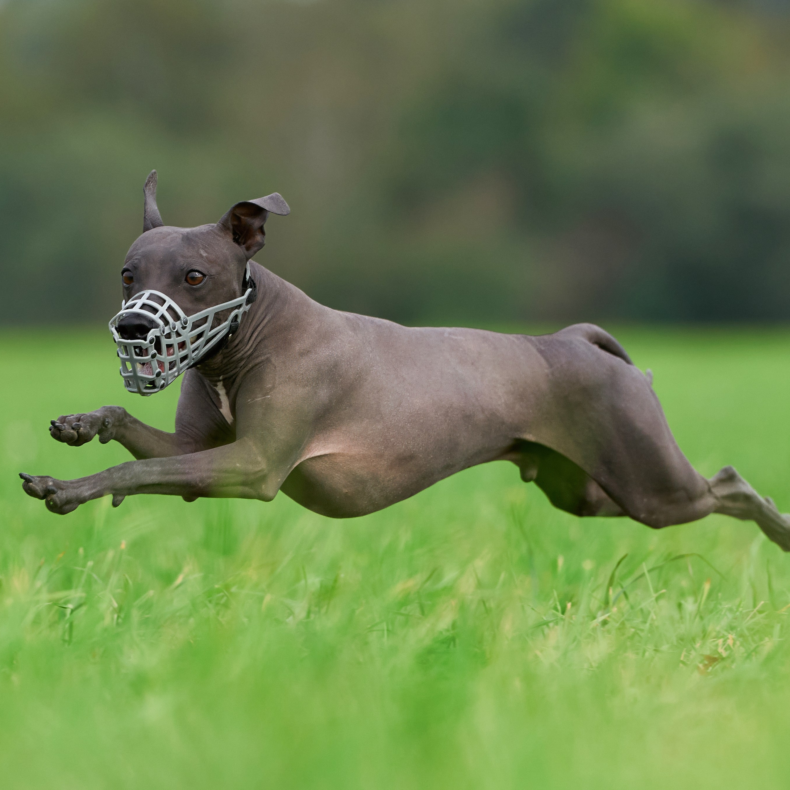 Отзывы. Фотограф-анималист Михаил Манухин