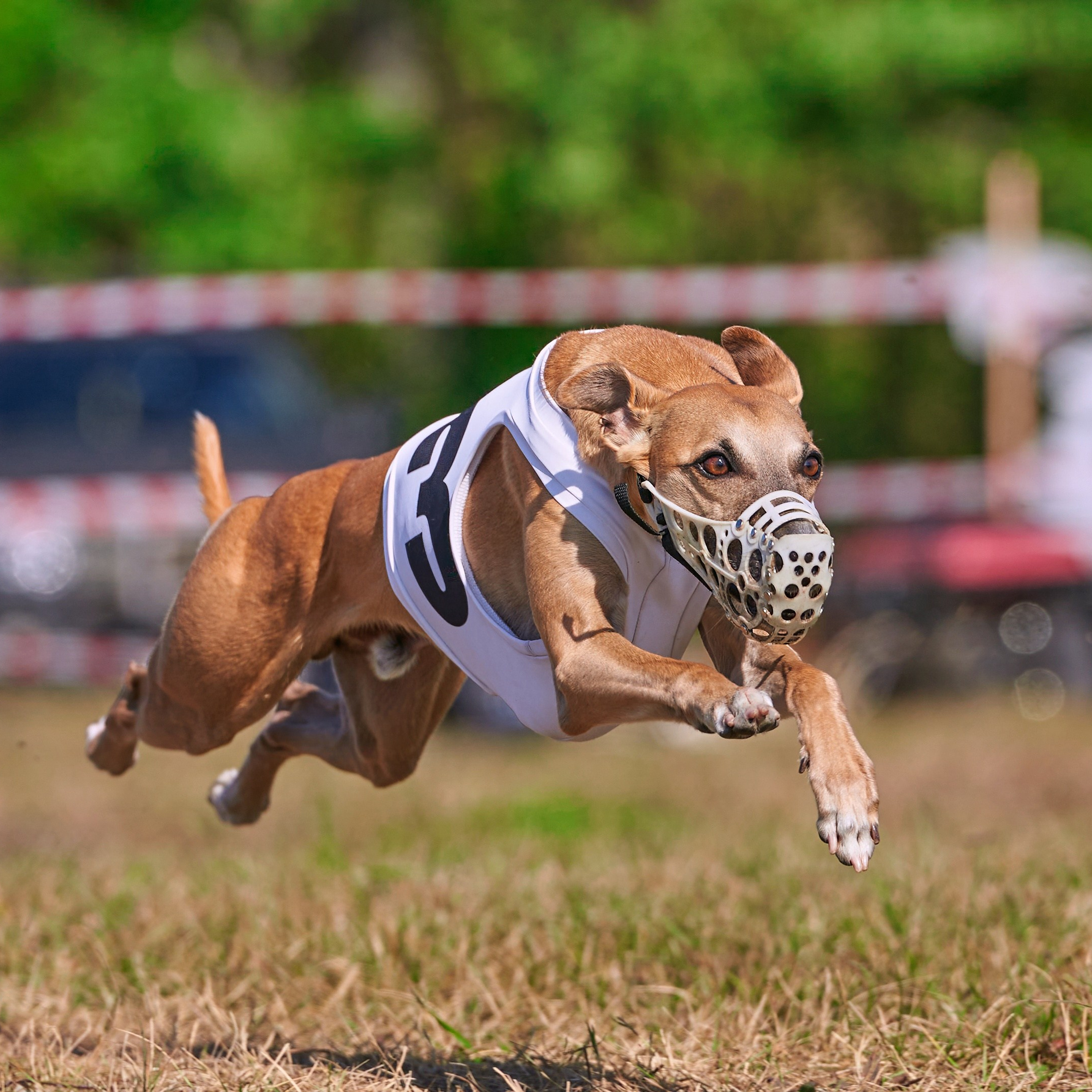 Отзывы. Фотограф-анималист Михаил Манухин