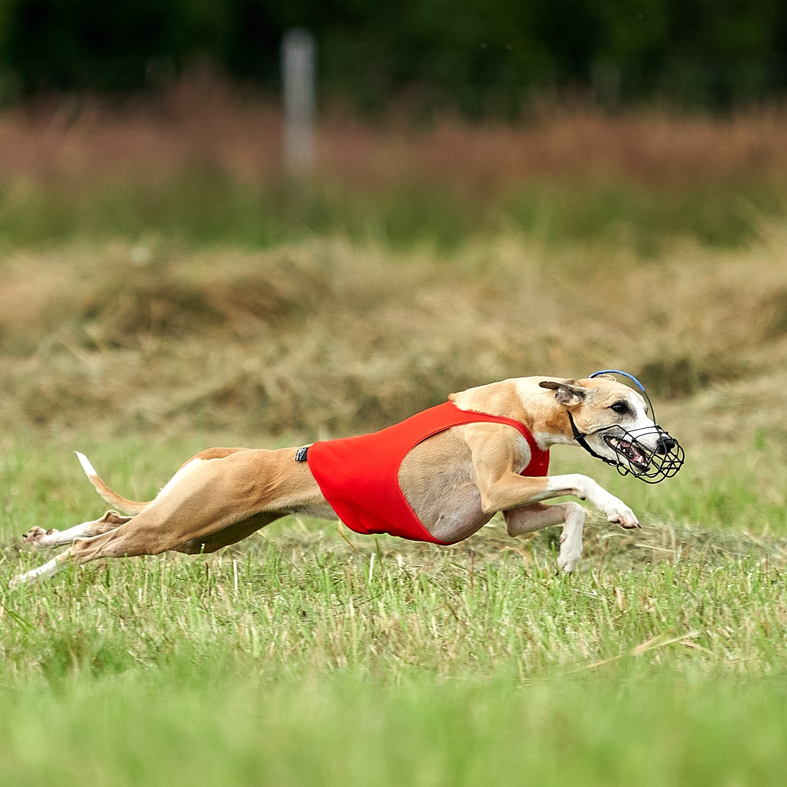 Отзывы. Фотограф-анималист Михаил Манухин