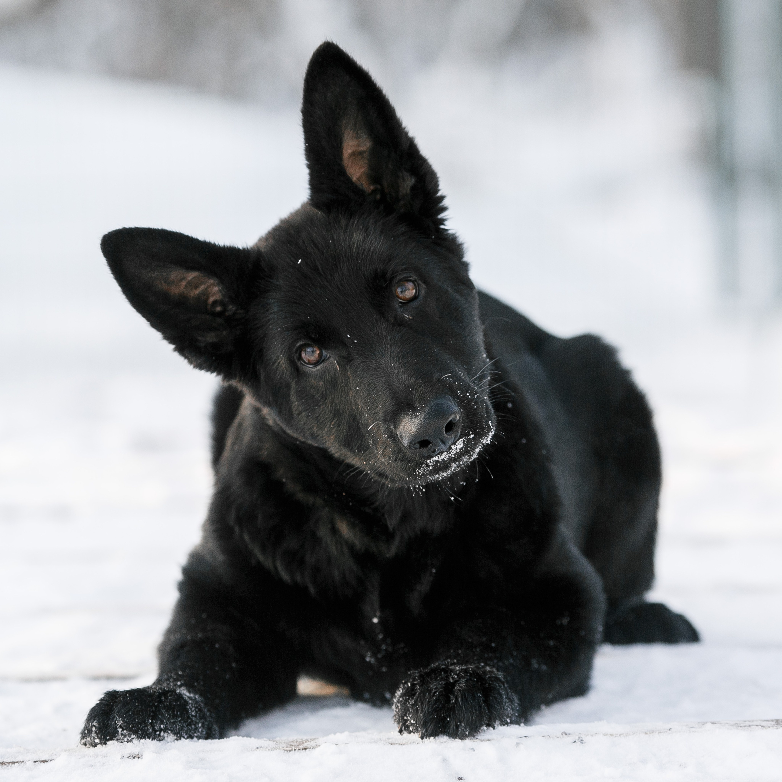 Фотосъемка собак для питомника немецких овчарок