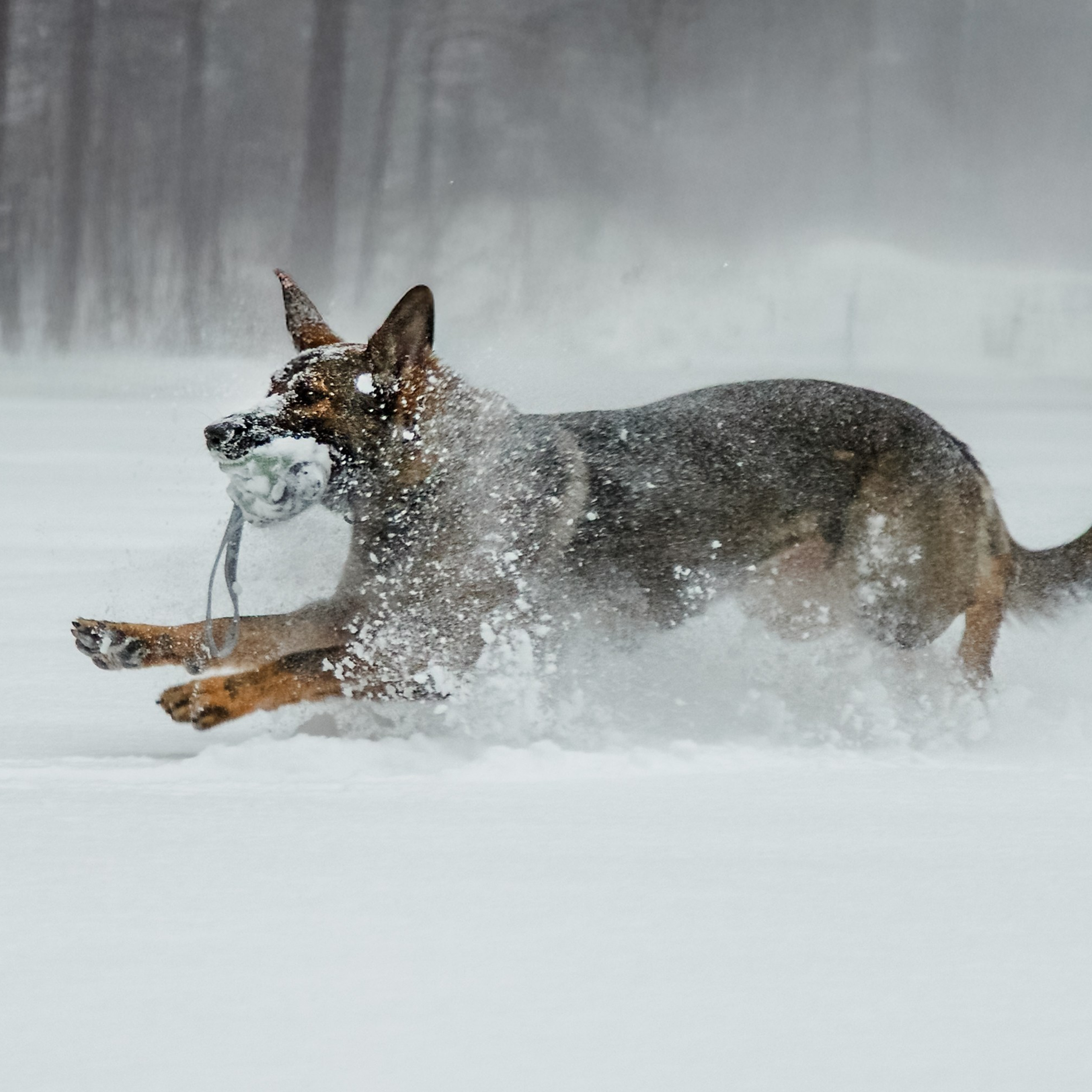 Отзывы. Фотограф Москва