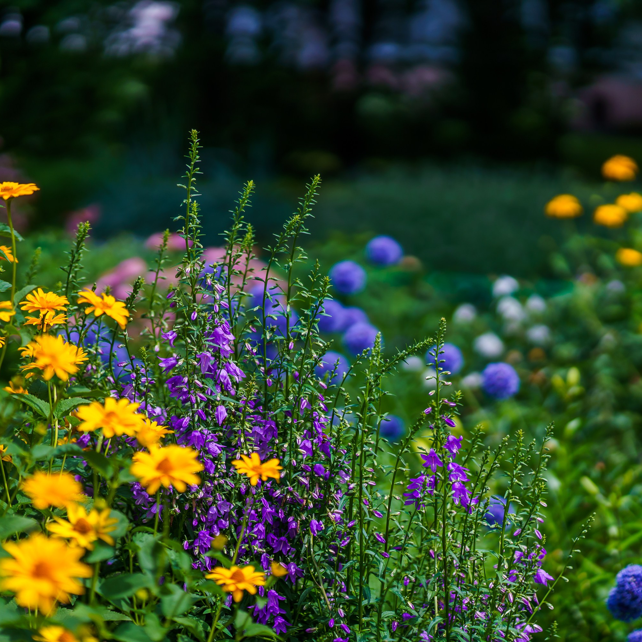 Клумба на Черкасской