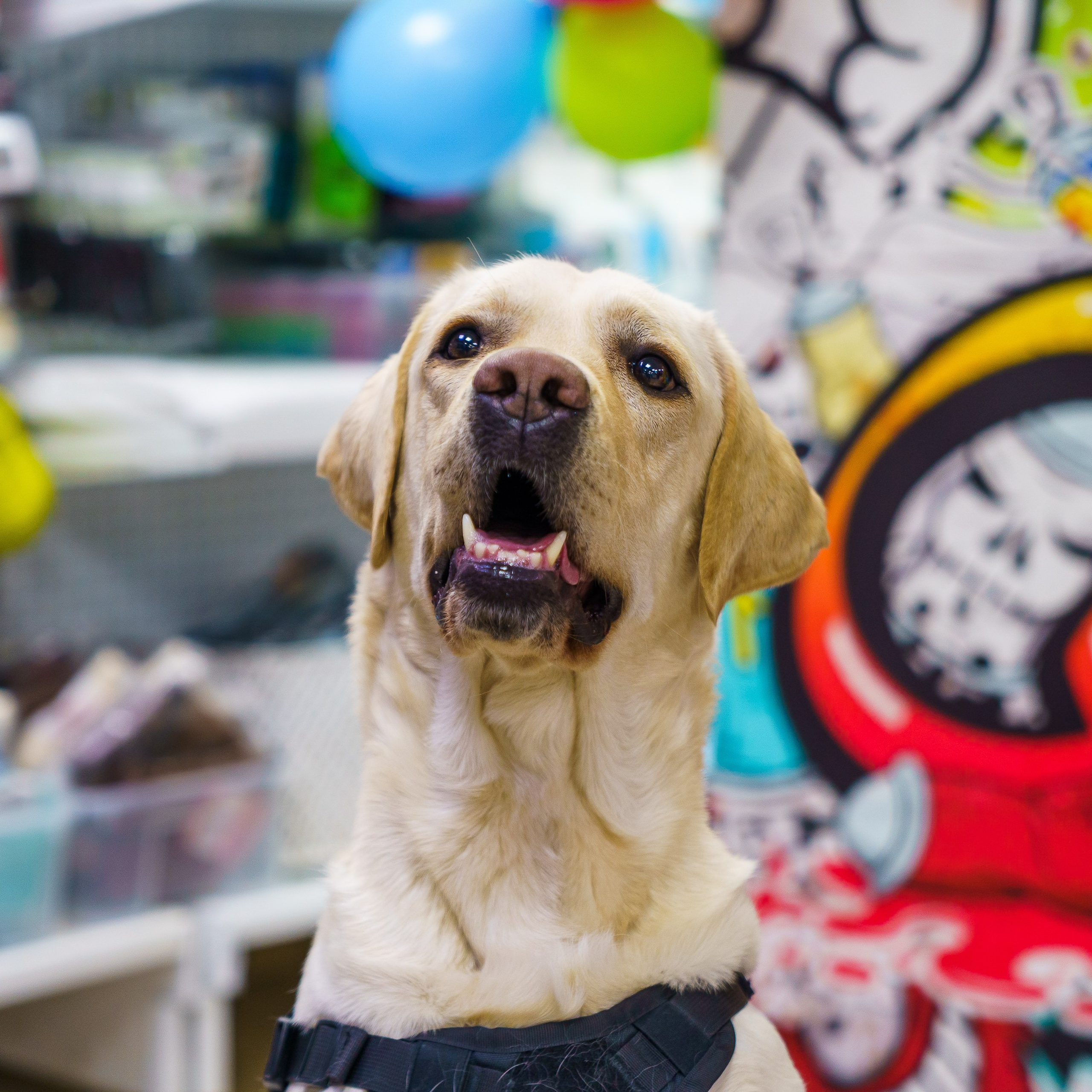 Мистер Гав -13 лет!