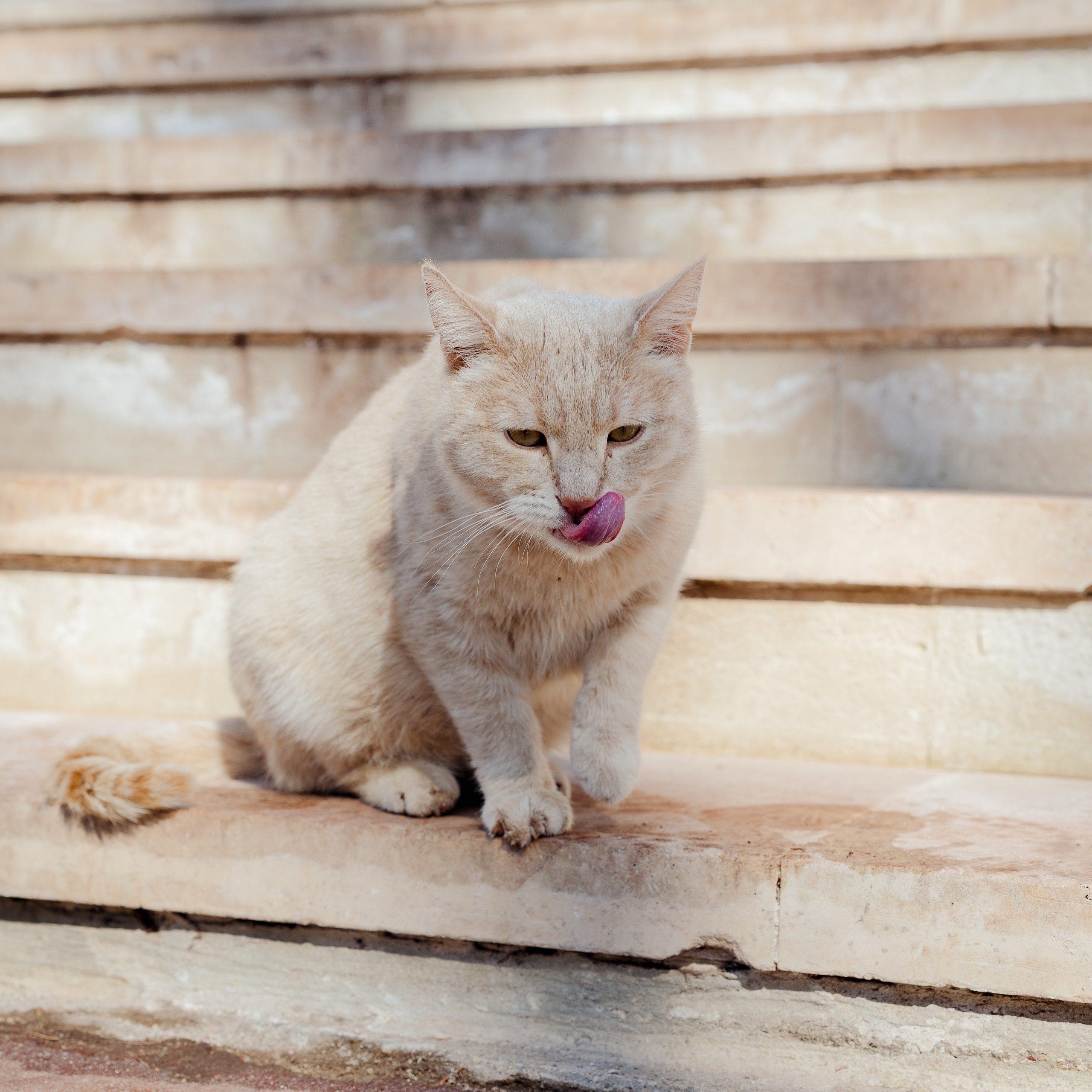 Разные Животные