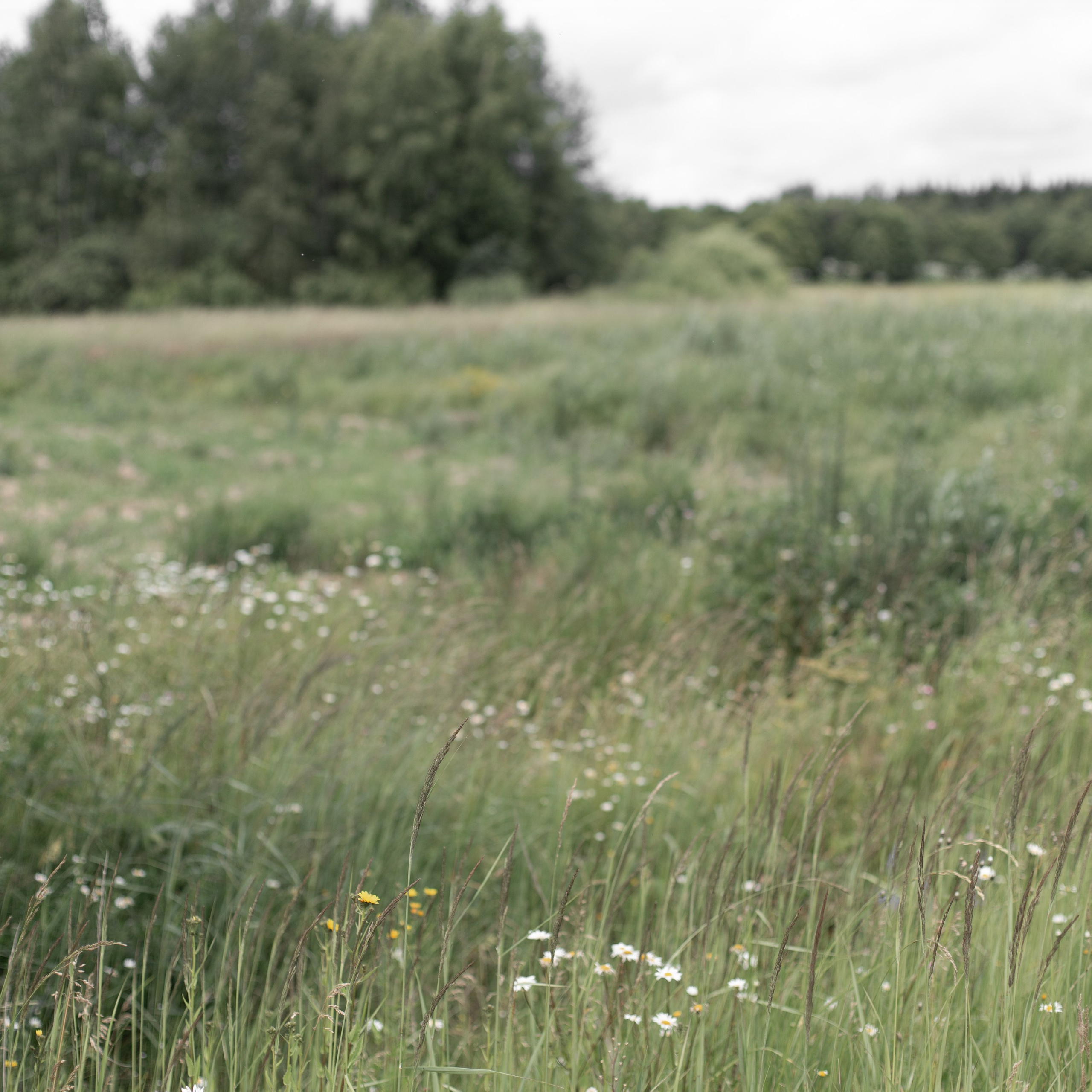 Ольга, Федор, Ксюша и Дима. Семейный и детский фотограф в Москве Анастасия Брагина