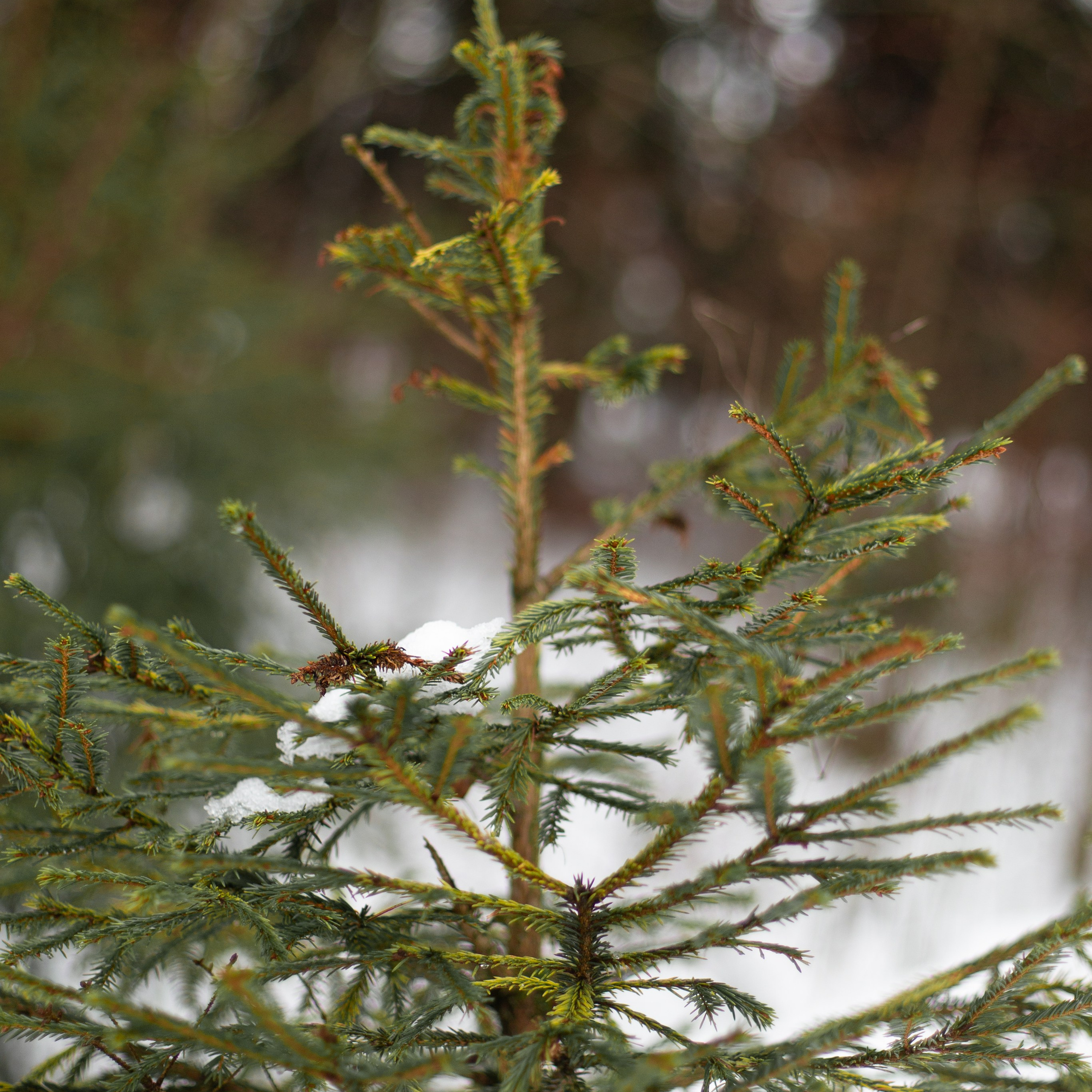 Вера и Василиса. Семейный и детский фотограф в Москве Анастасия Брагина