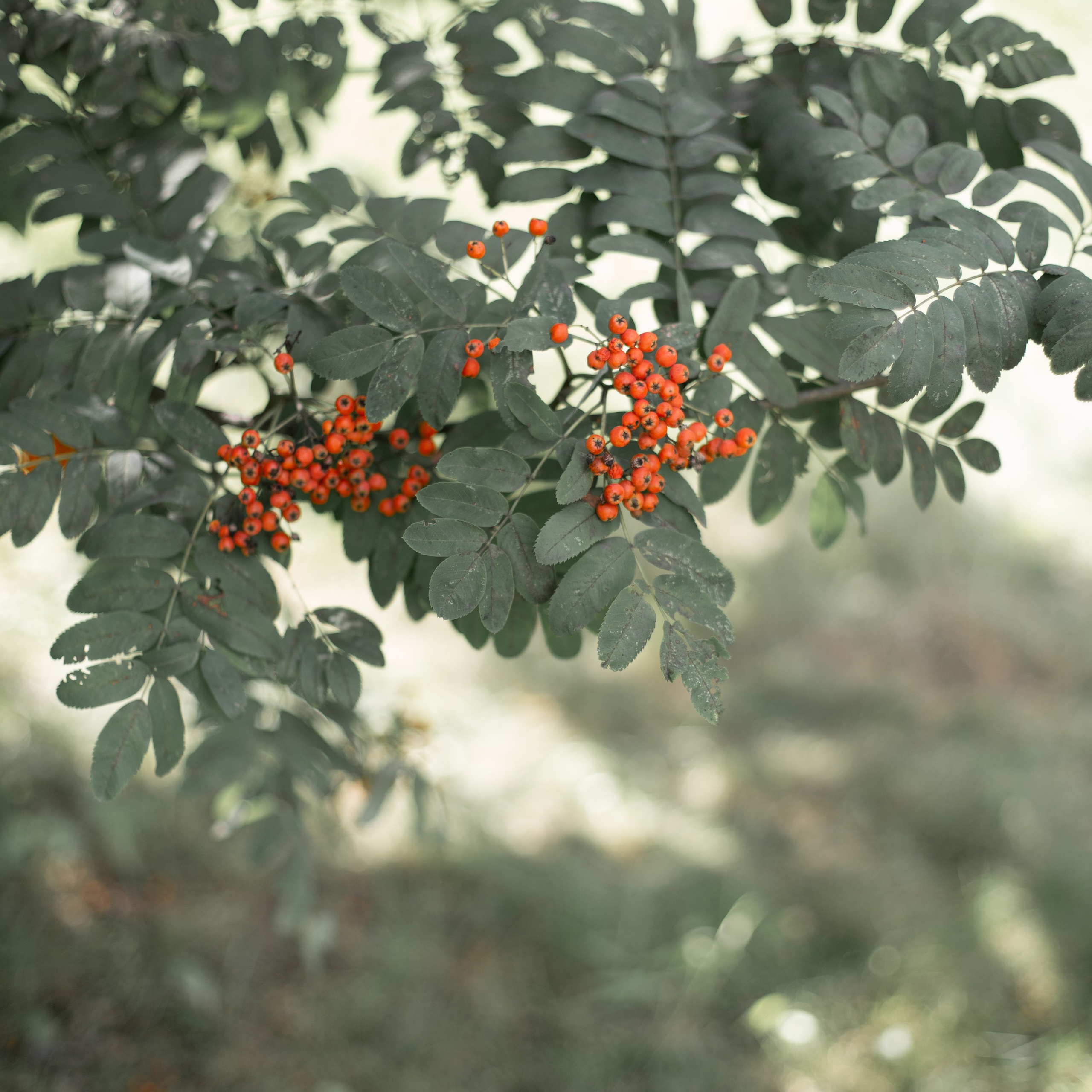Таня и Ева. Семейный и детский фотограф в Москве Анастасия Брагина