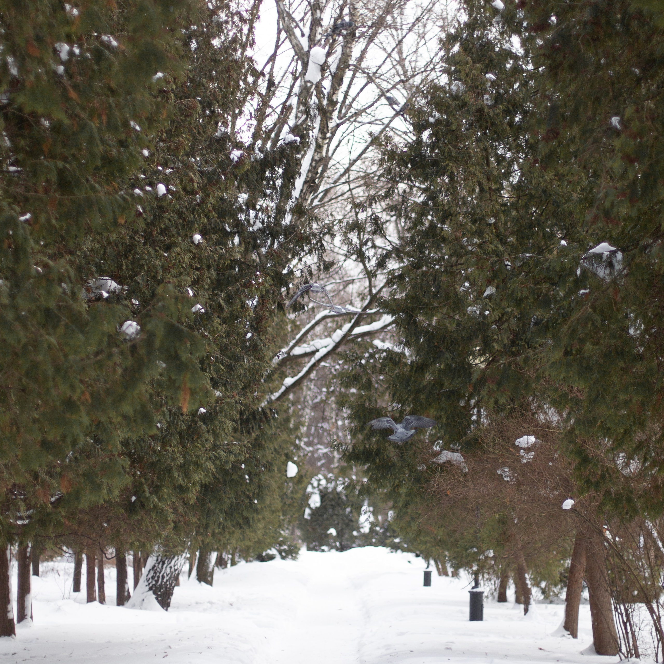 Аня и Мирон. Семейный и детский фотограф в Москве Анастасия Брагина