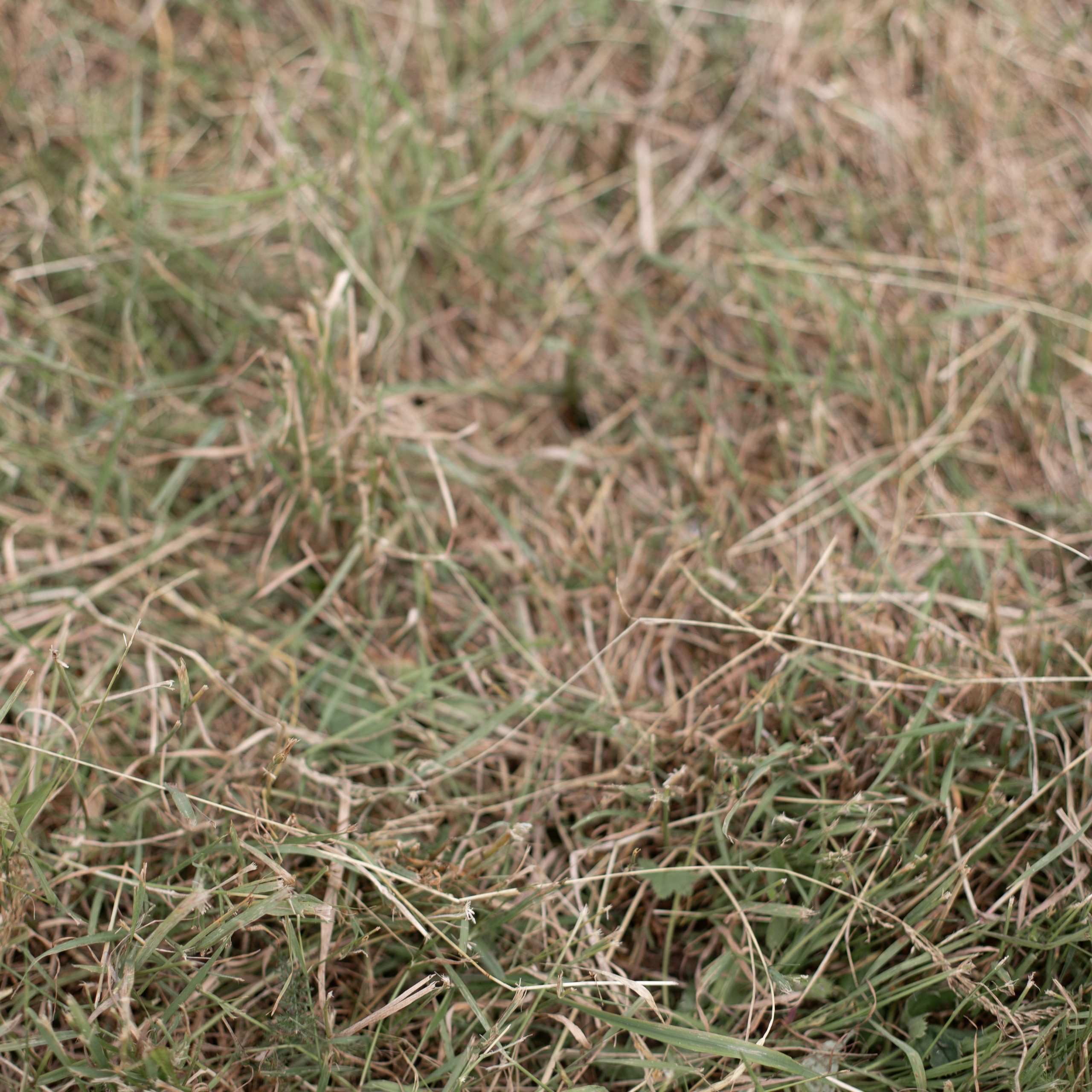 Ольга, Федор, Ксюша и Дима. Семейный и детский фотограф в Москве Анастасия Брагина