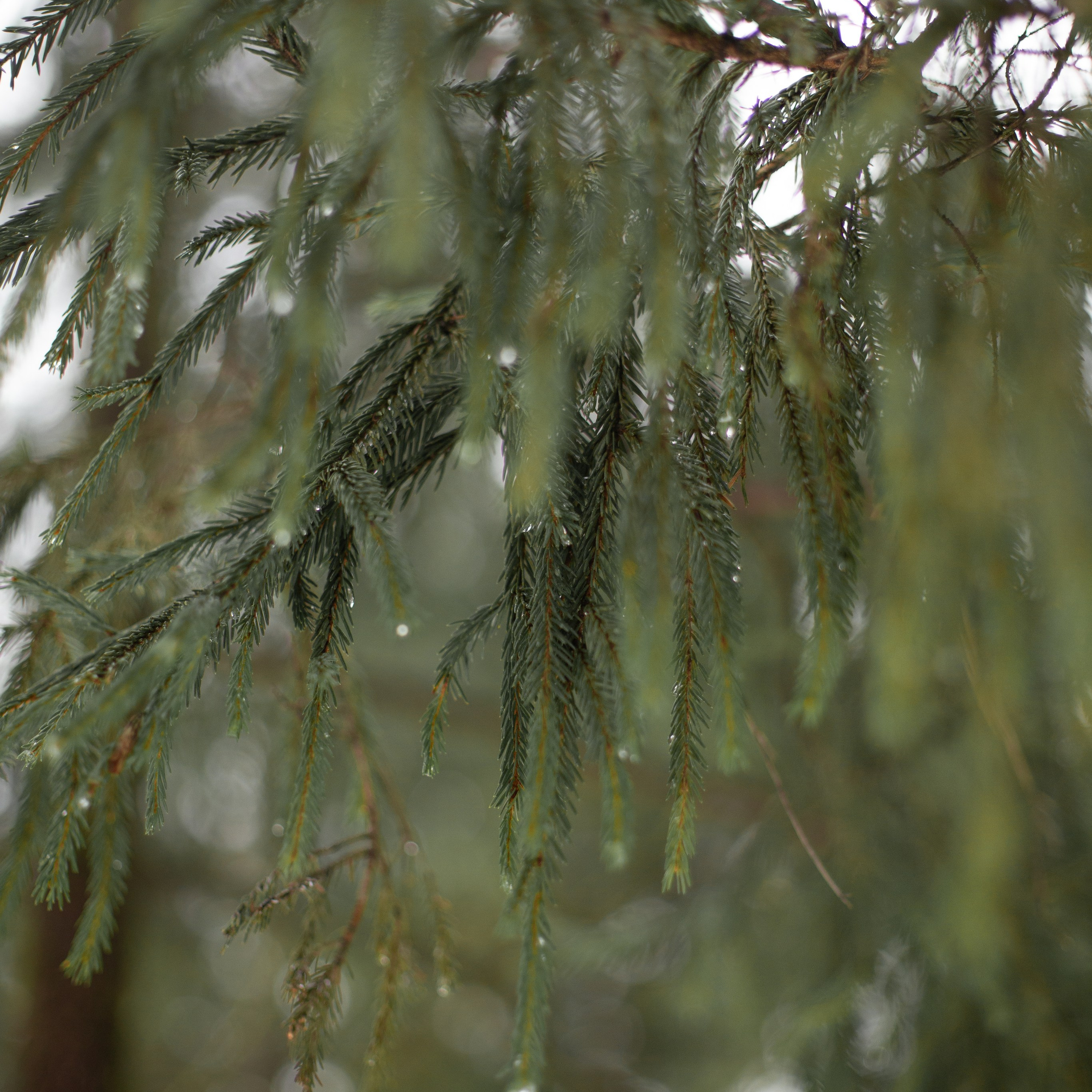 Вера и Василиса. Семейный и детский фотограф в Москве Анастасия Брагина