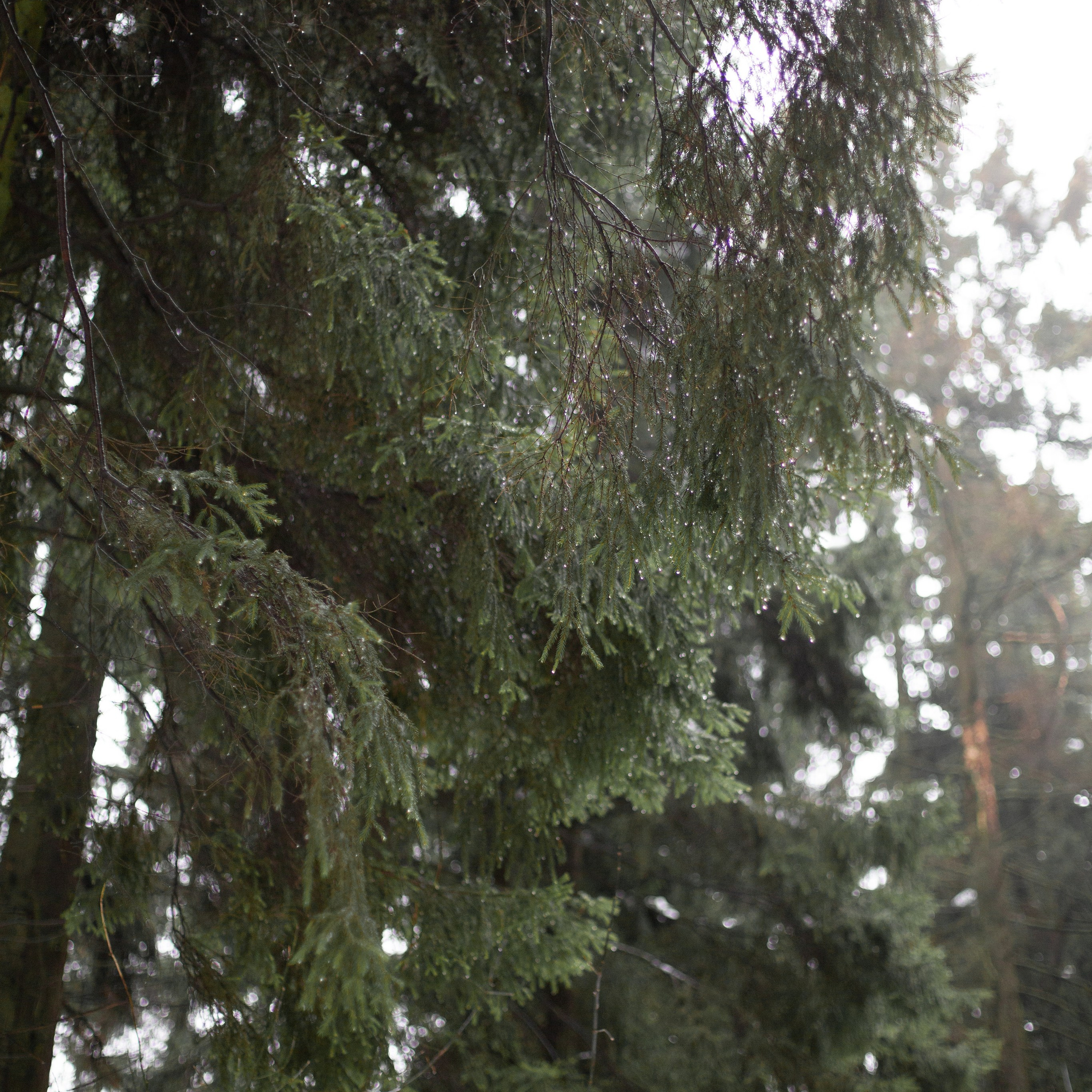 Вера и Василиса. Семейный и детский фотограф в Москве Анастасия Брагина