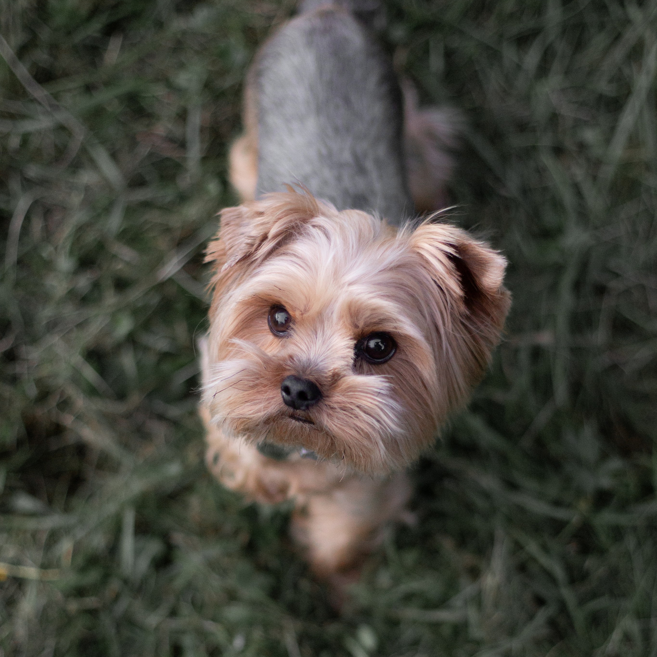 Артем, Роза, Алена и Ваня. Семейный и детский фотограф в Москве Анастасия Брагина