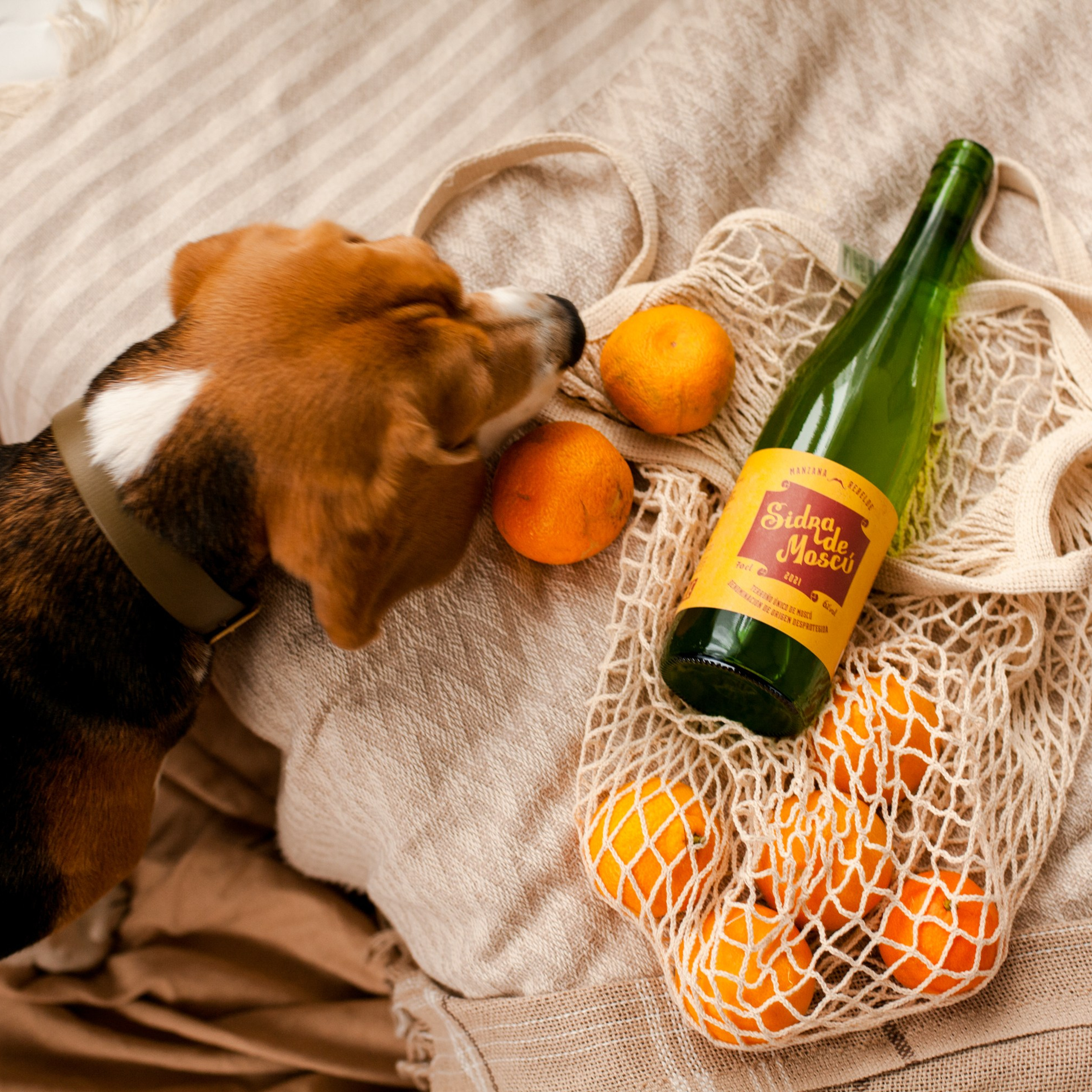 Сидрерия Mr.Fox