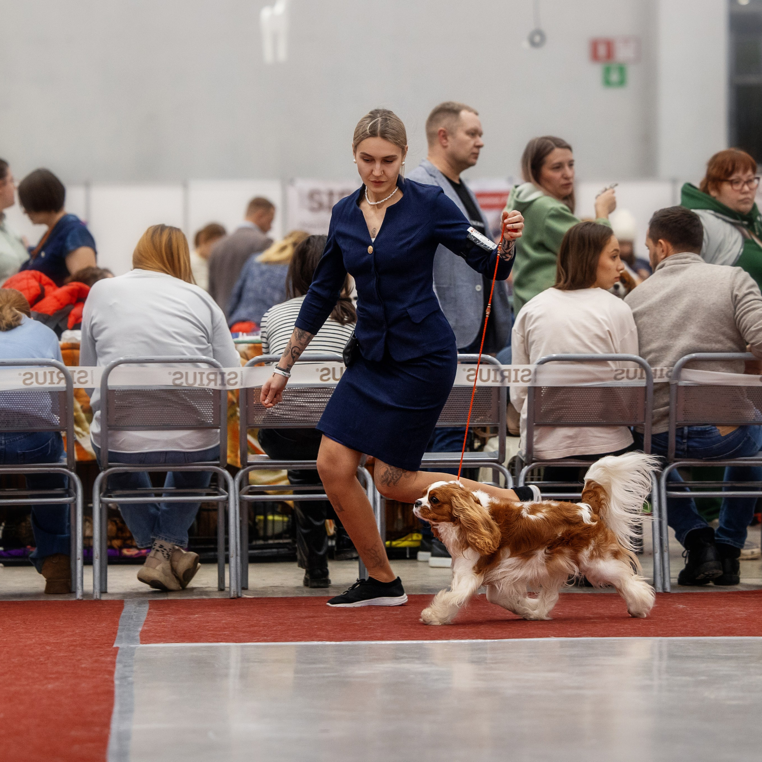 14.12.2024 Выставка собак всех пород «Кубок Дружбы — 2024»