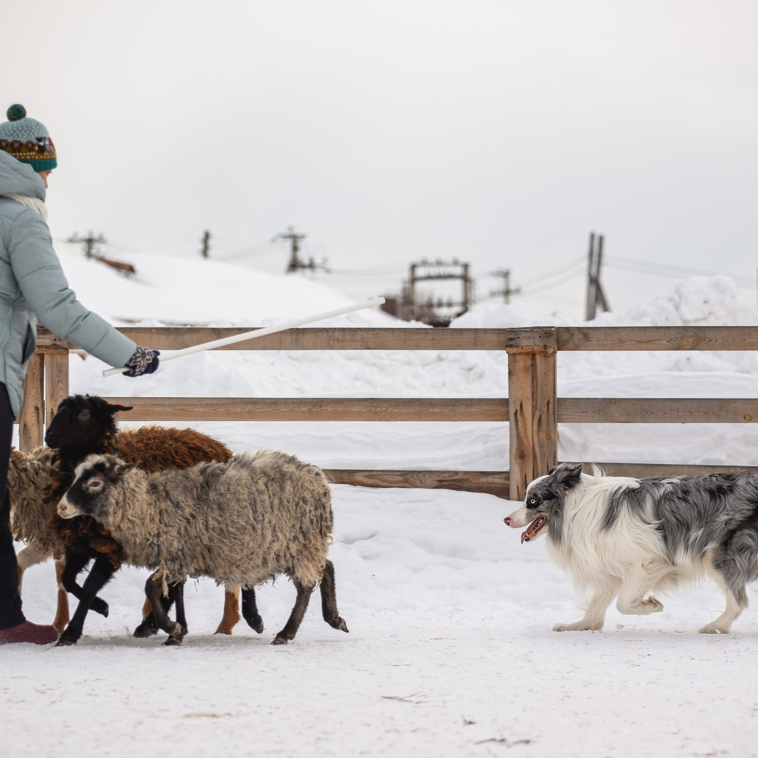Ольга и Лаки