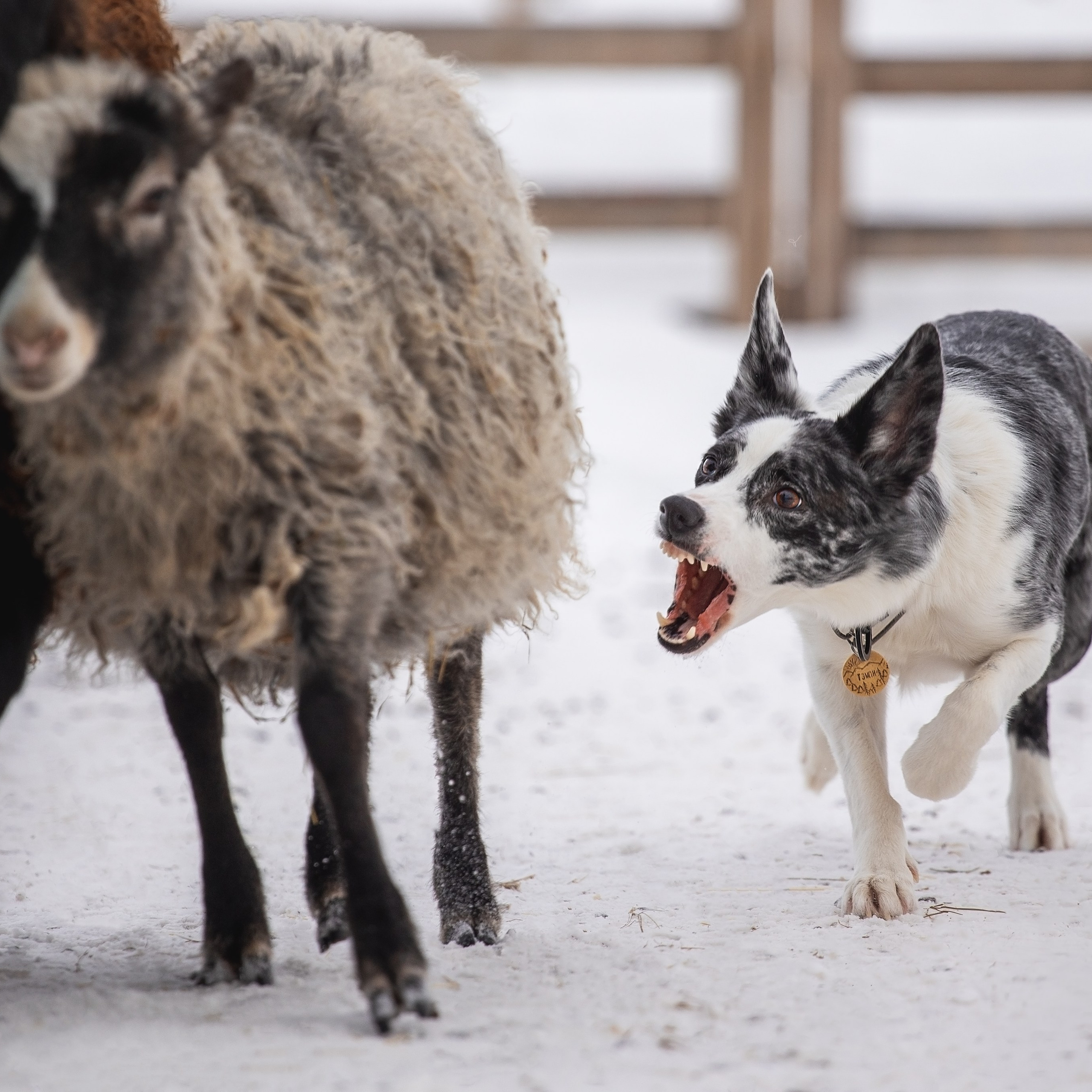 Инна и Тэмпи