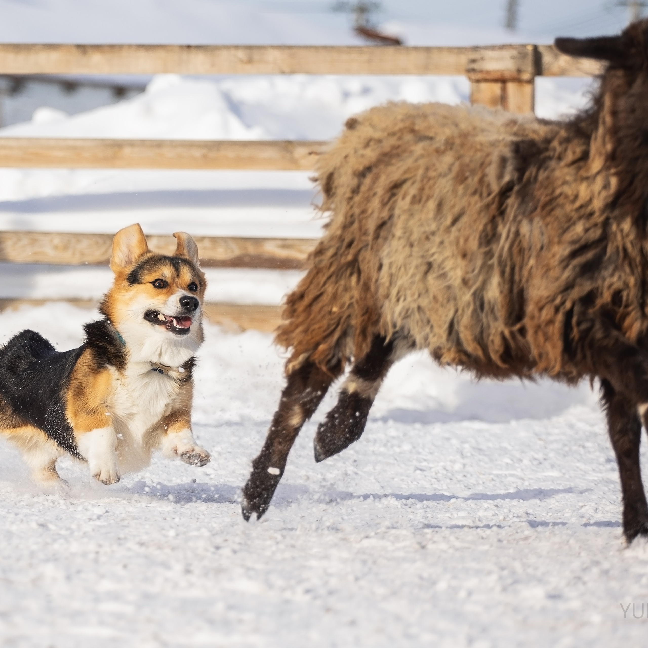 Коргитуса 2.03.2024