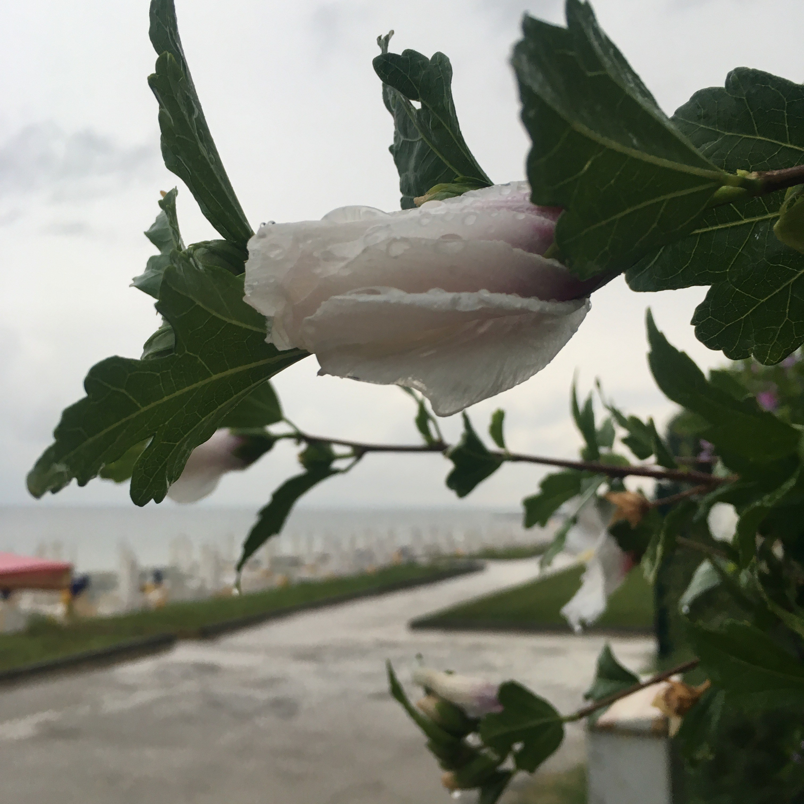 Болгария. Своя Мастерская