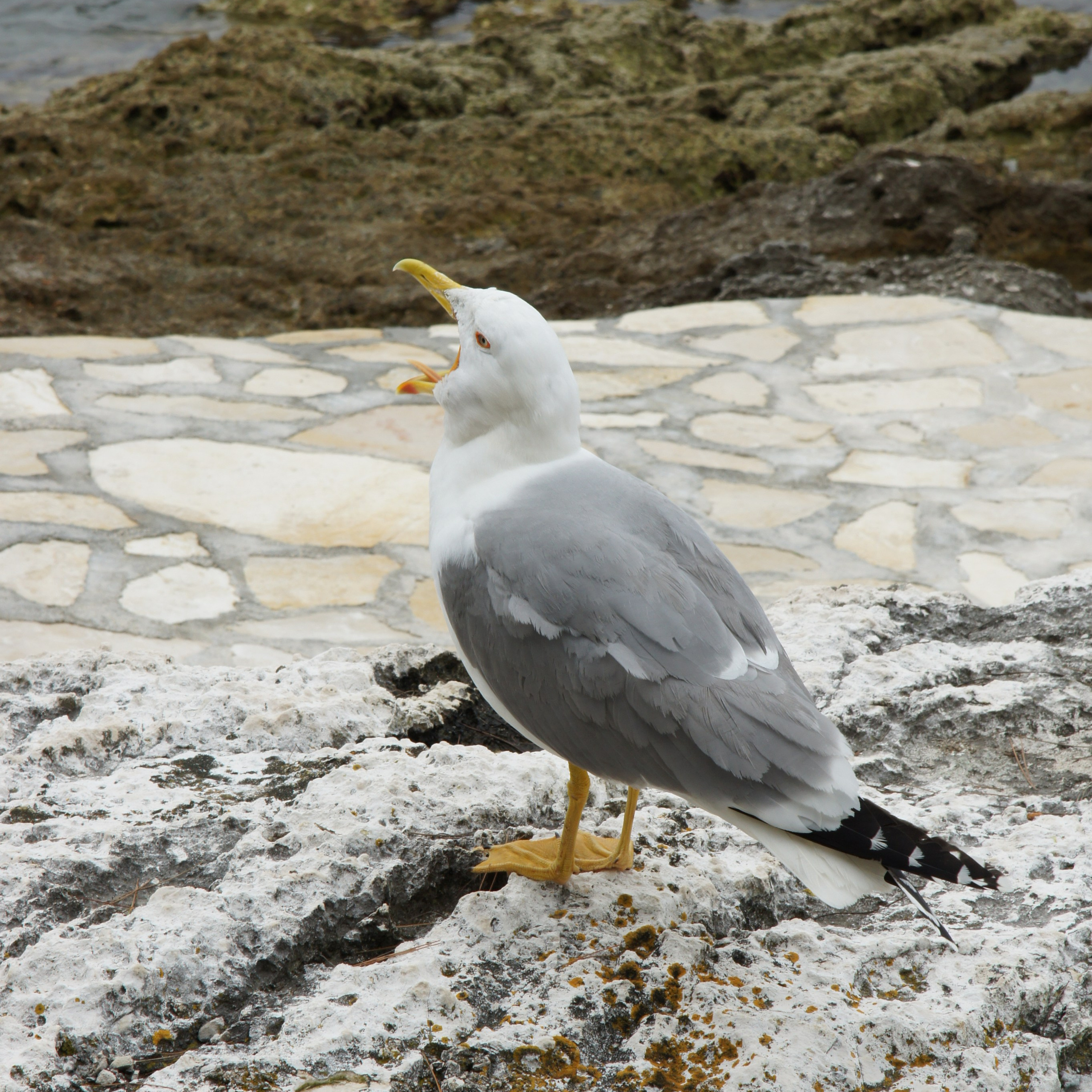 Хорватия. Своя Мастерская