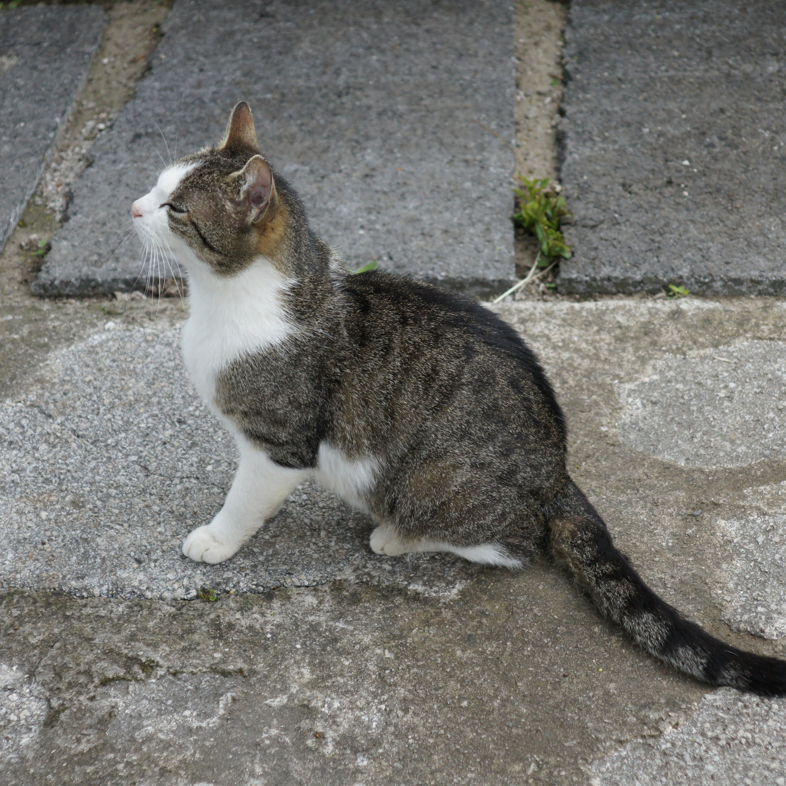 Хорватия. Своя Мастерская