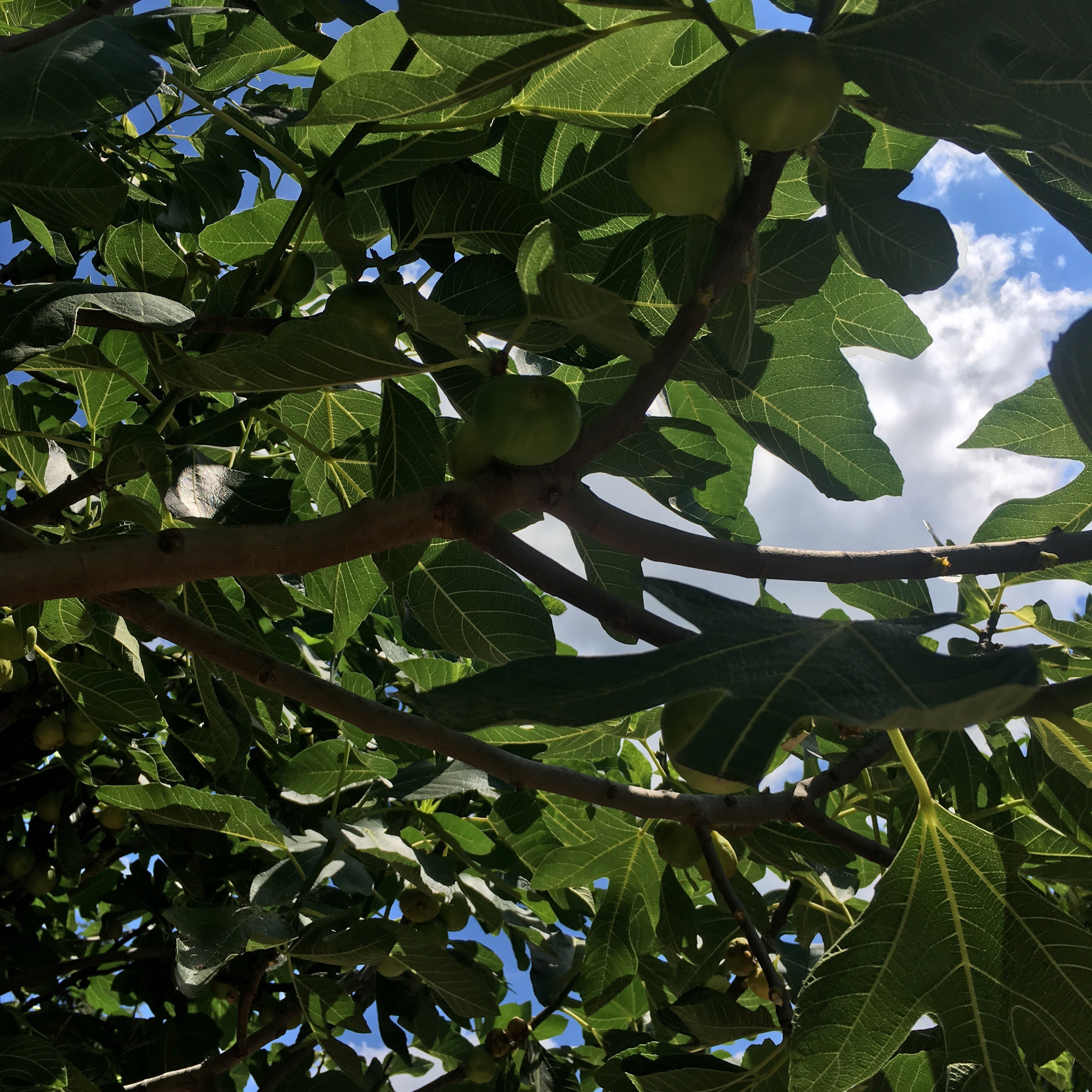 Болгария. Своя Мастерская