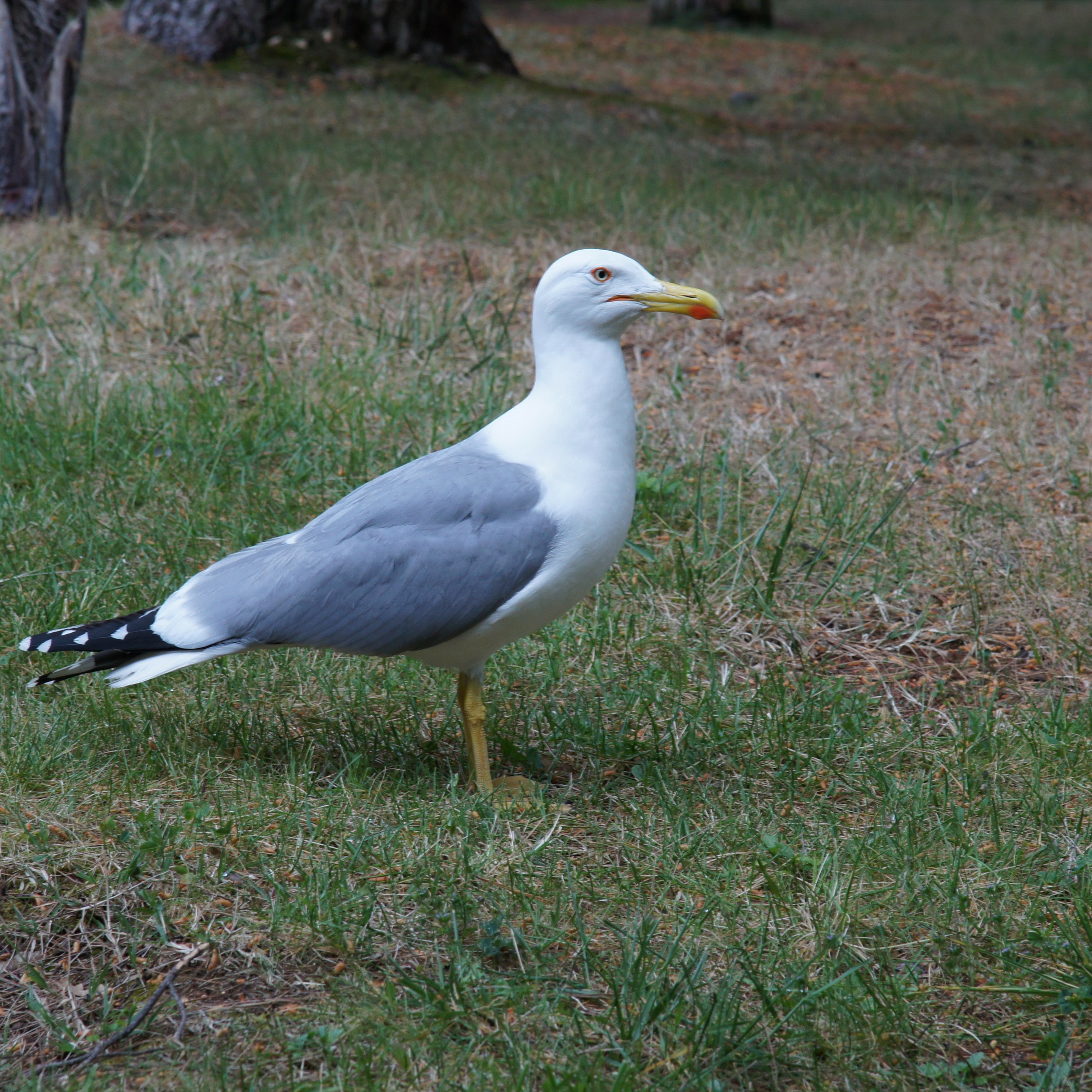 Хорватия. Своя Мастерская