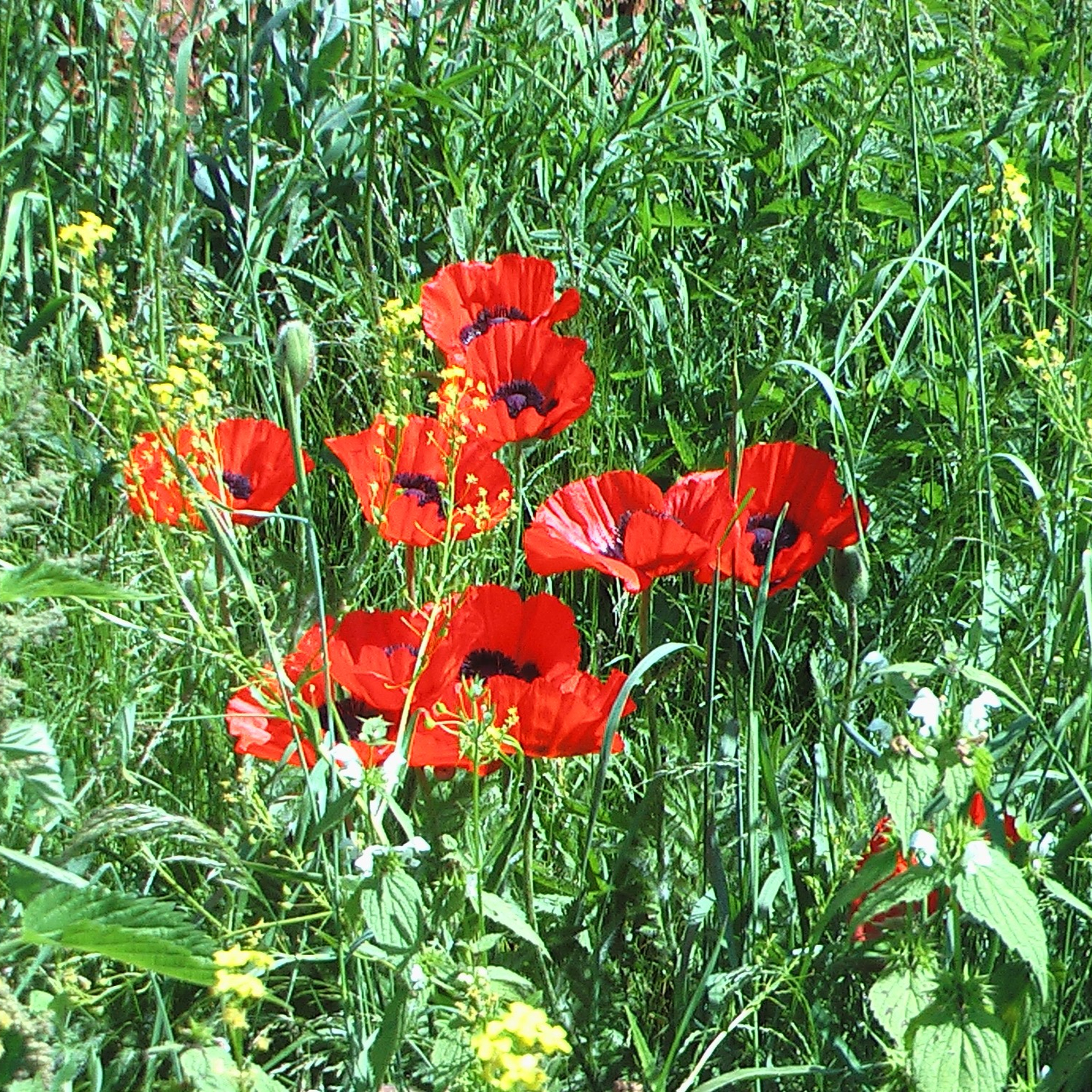 Армения. Своя Мастерская