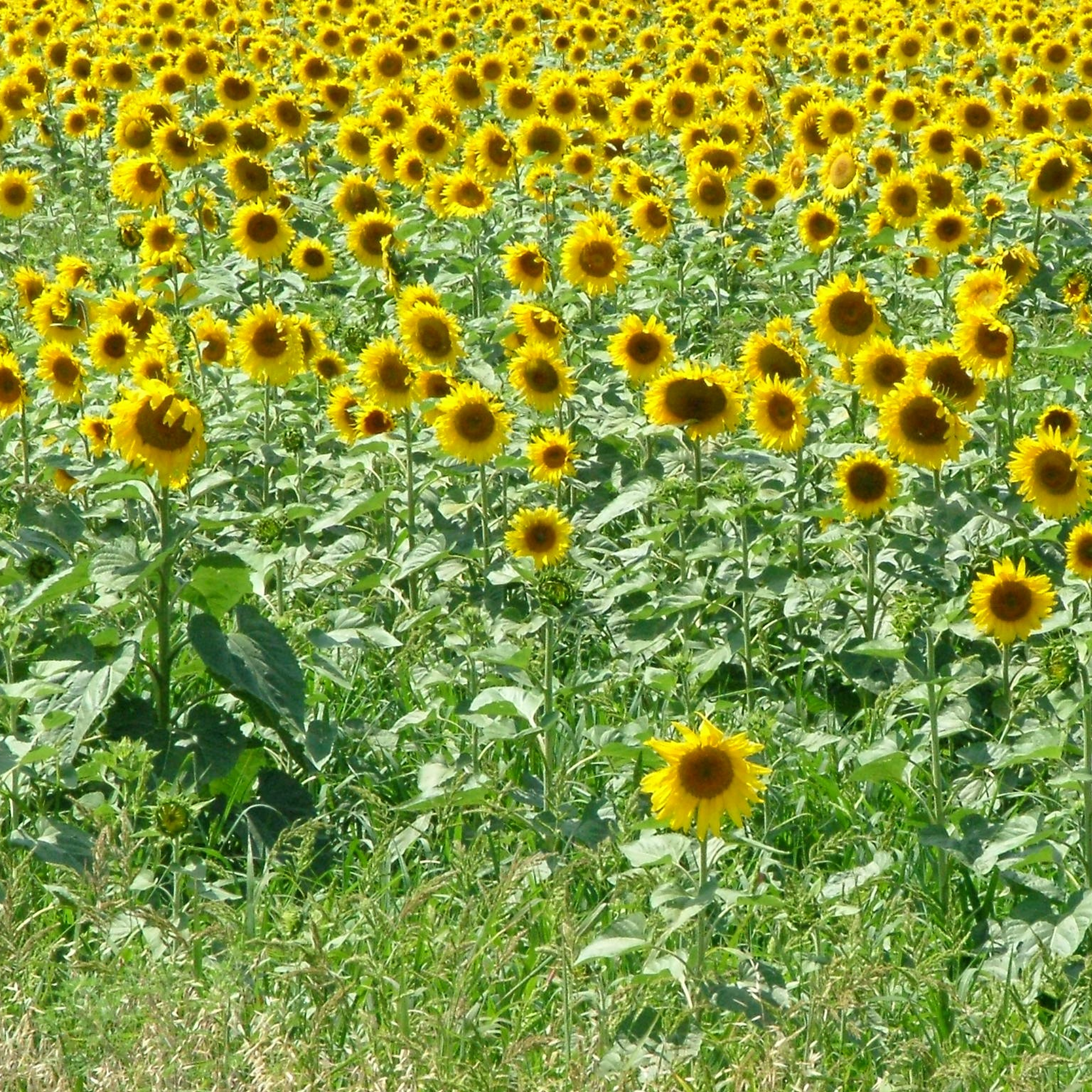 Туапсе. Своя Мастерская