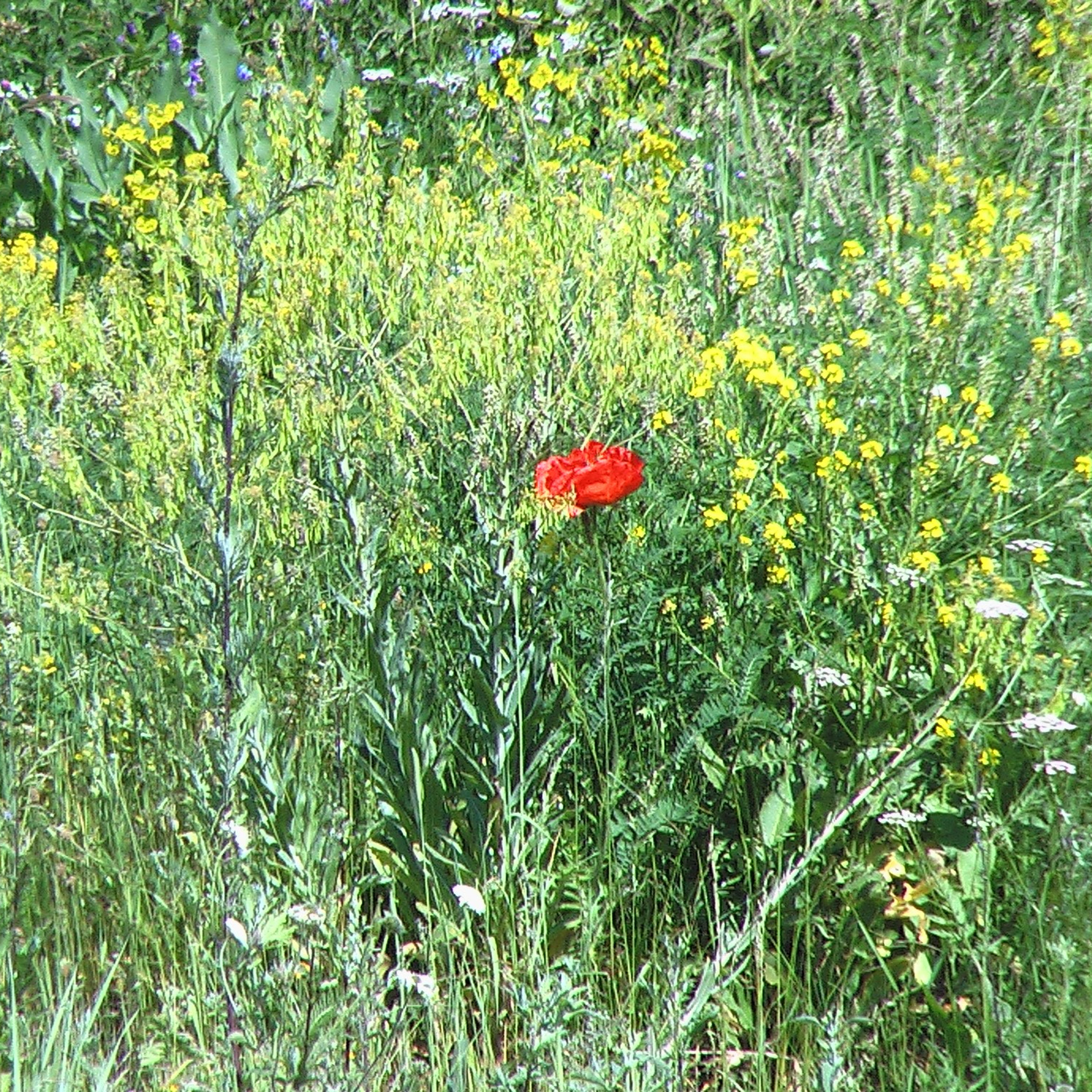 Армения. Своя Мастерская