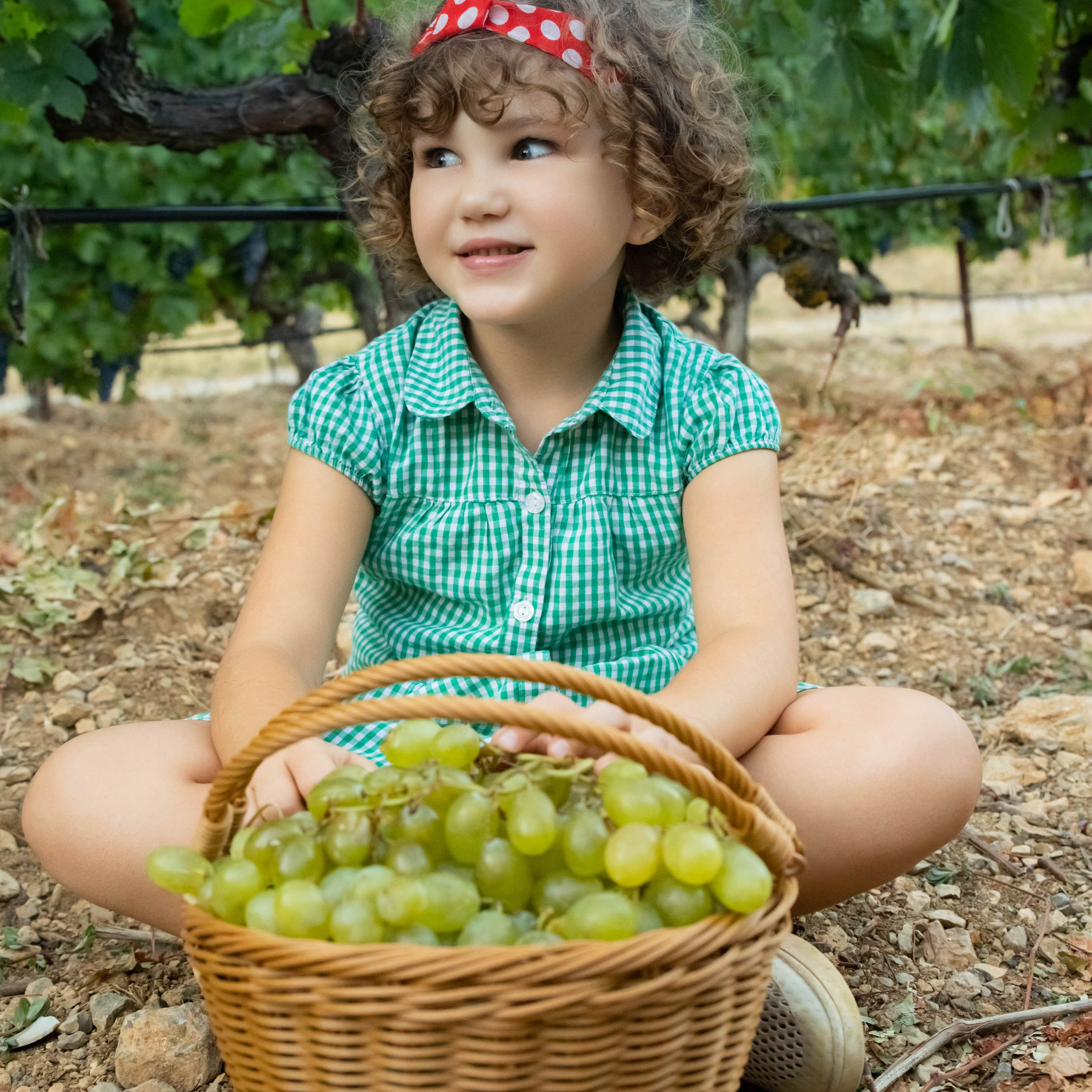 Фотосессия семейная «Виноградники»