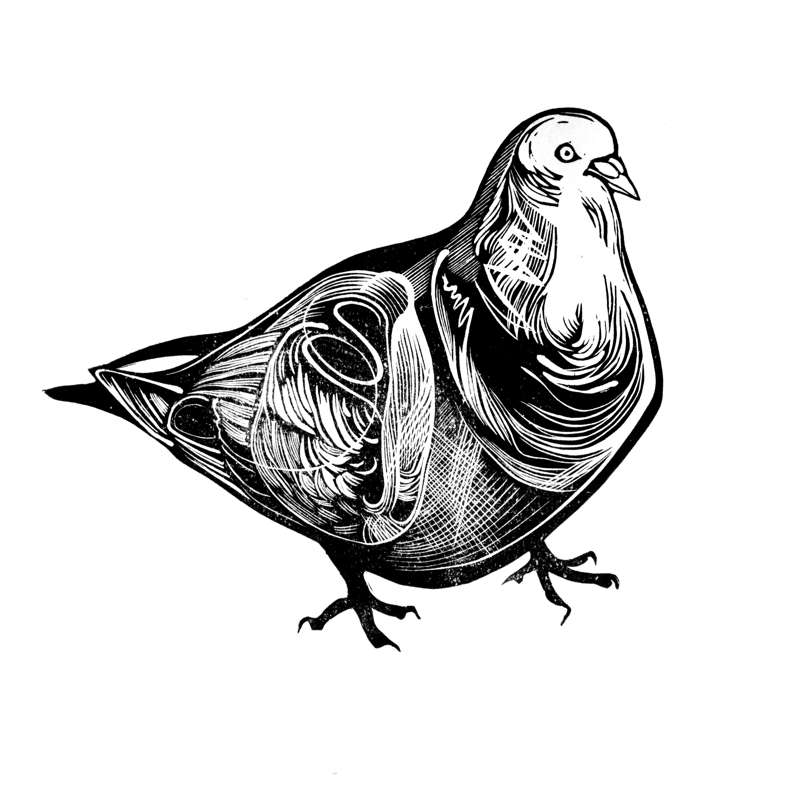 Голубь. Серпухова