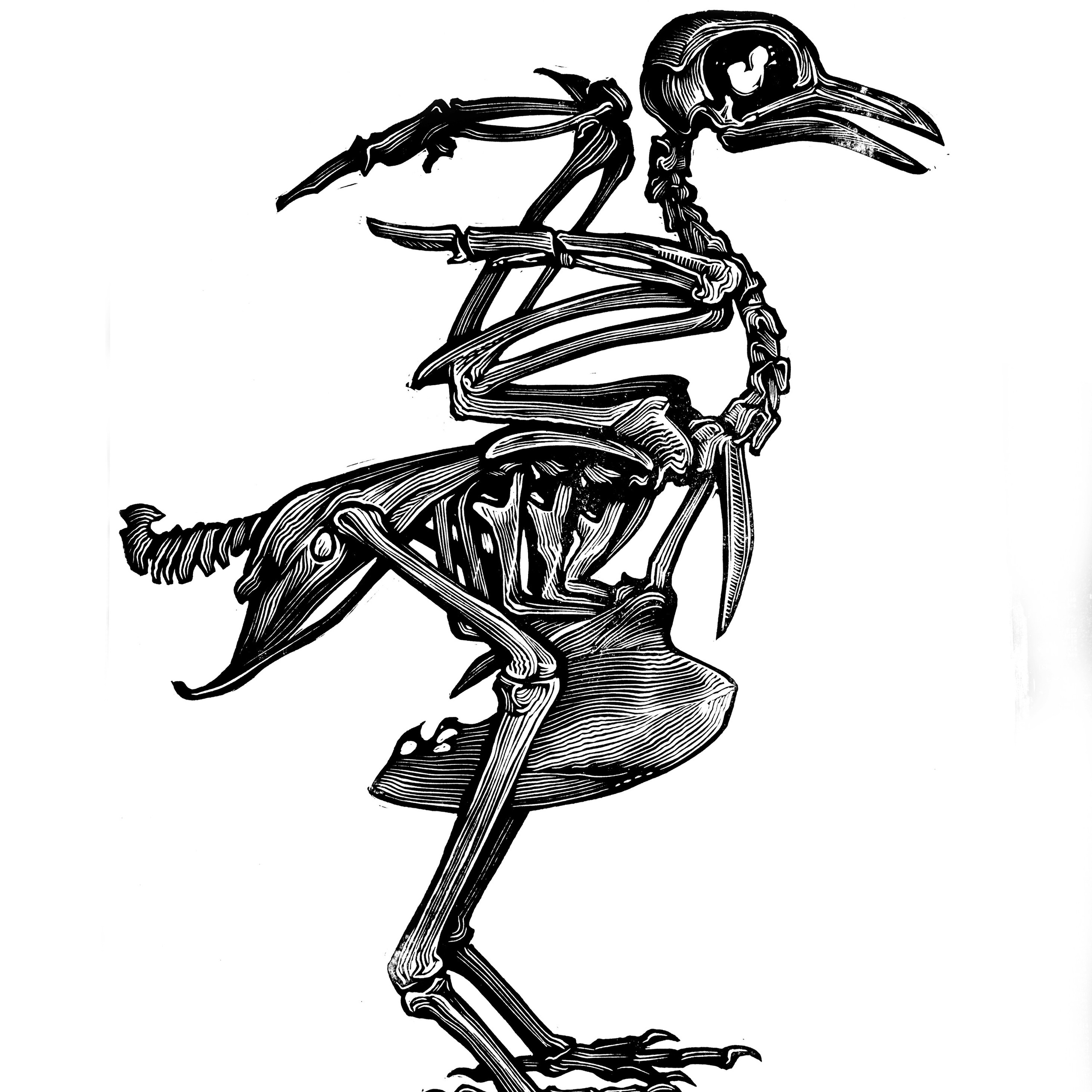 Скелет голубя. Серпухова