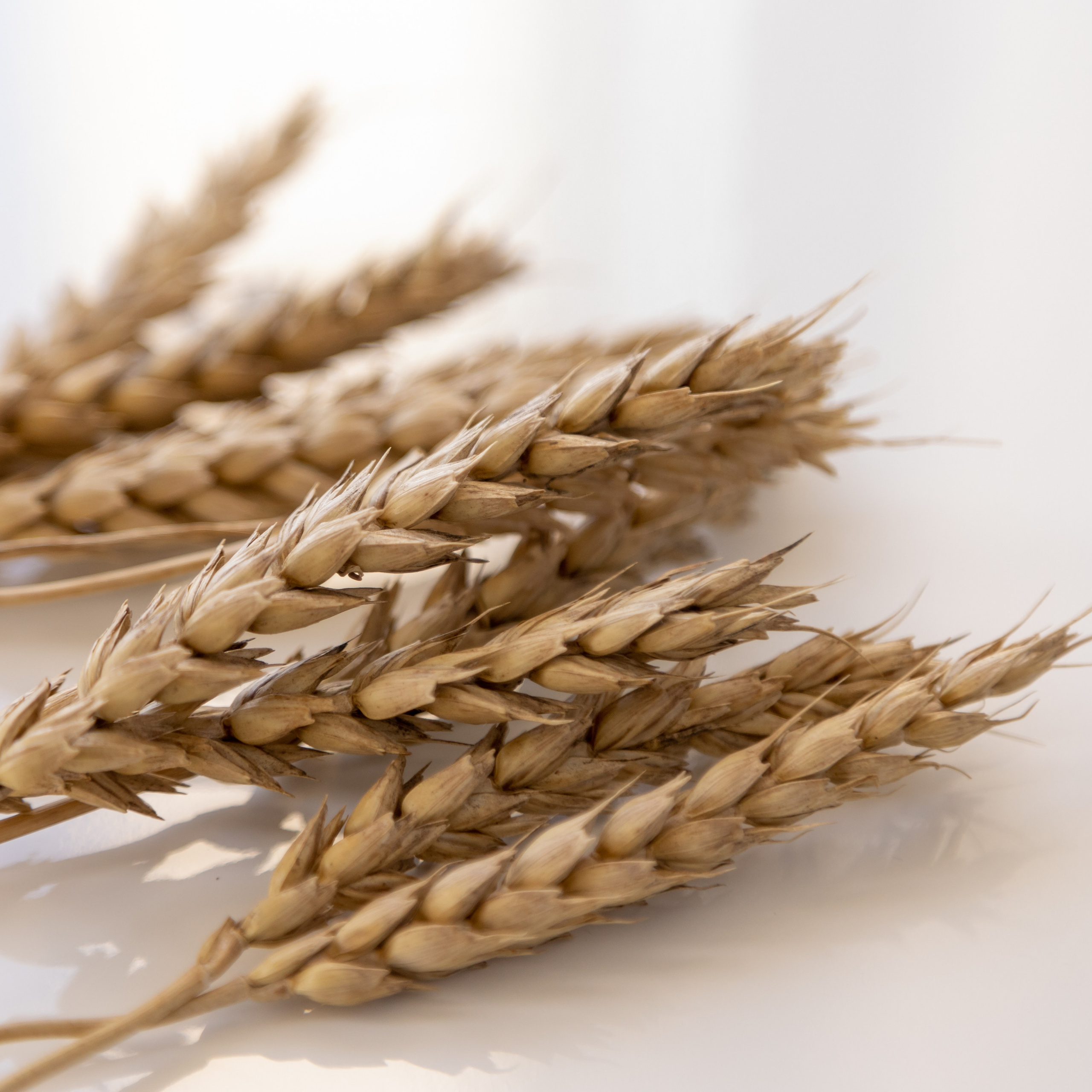 Отзывы. Профессиональный фотограф в Астрахани Оганян Аревик