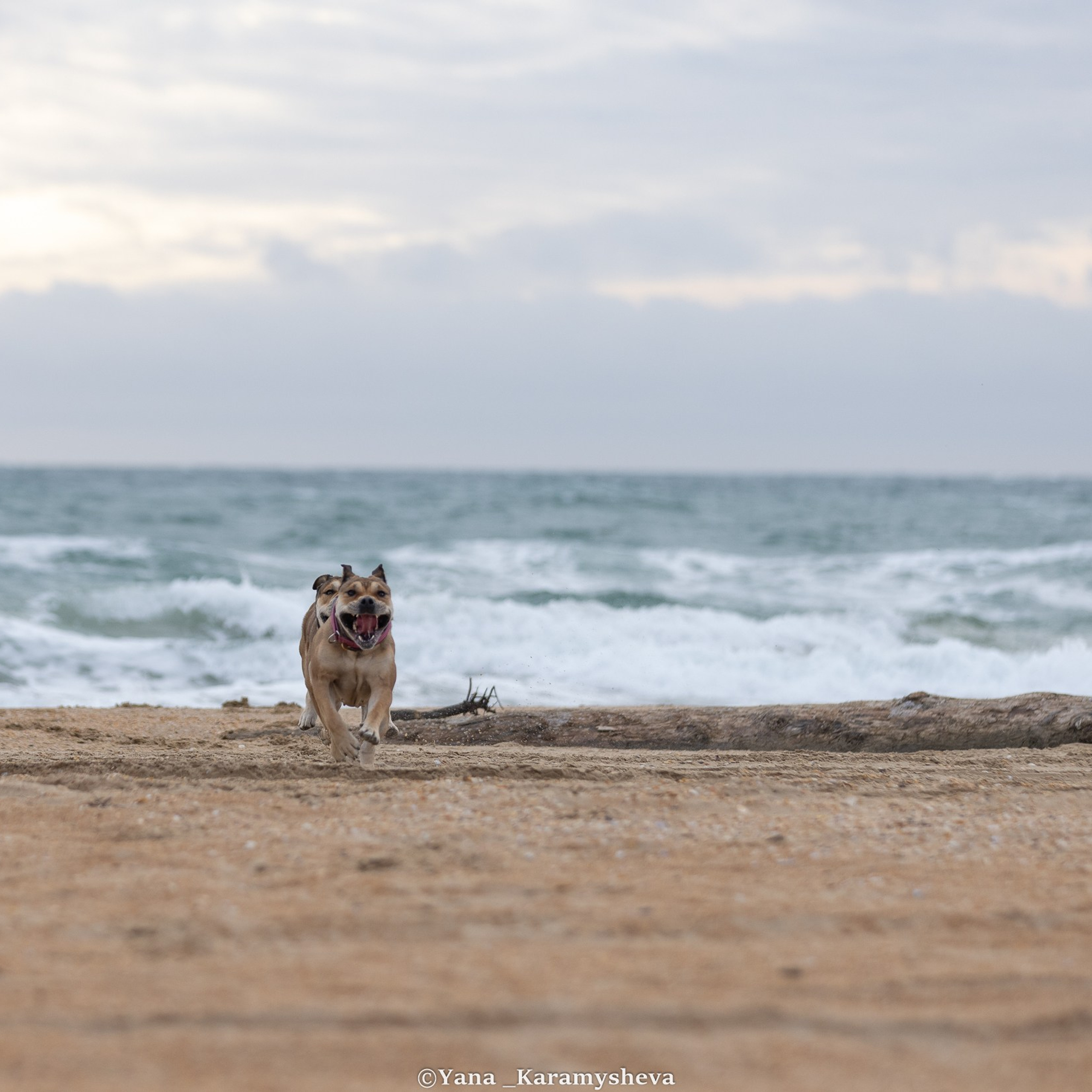 Отзывы. Yana Karamysheva Animal Photo