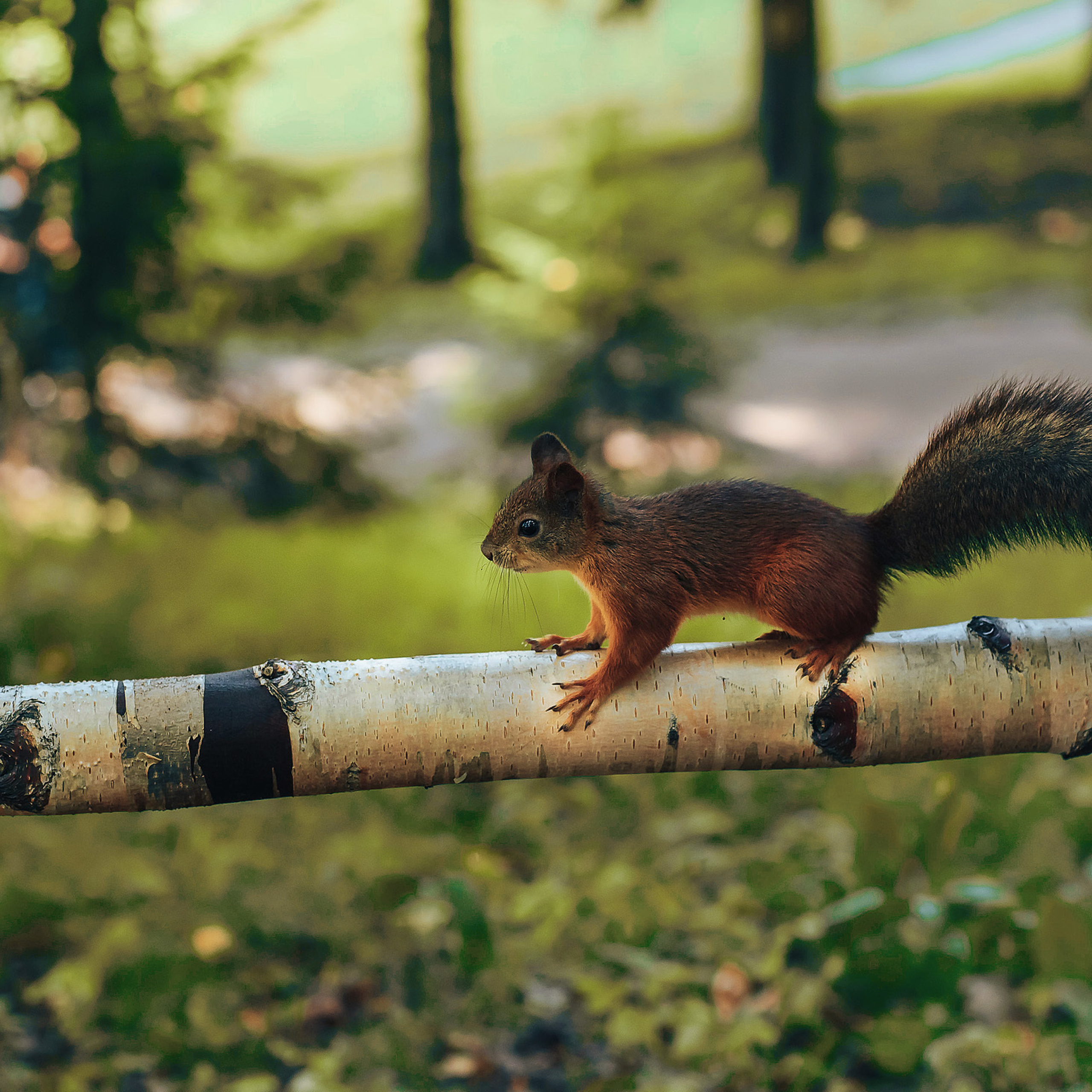 Фотопрогулка Инна. Фотограф в Санкт-Петербурге Наталья Прядильщикова