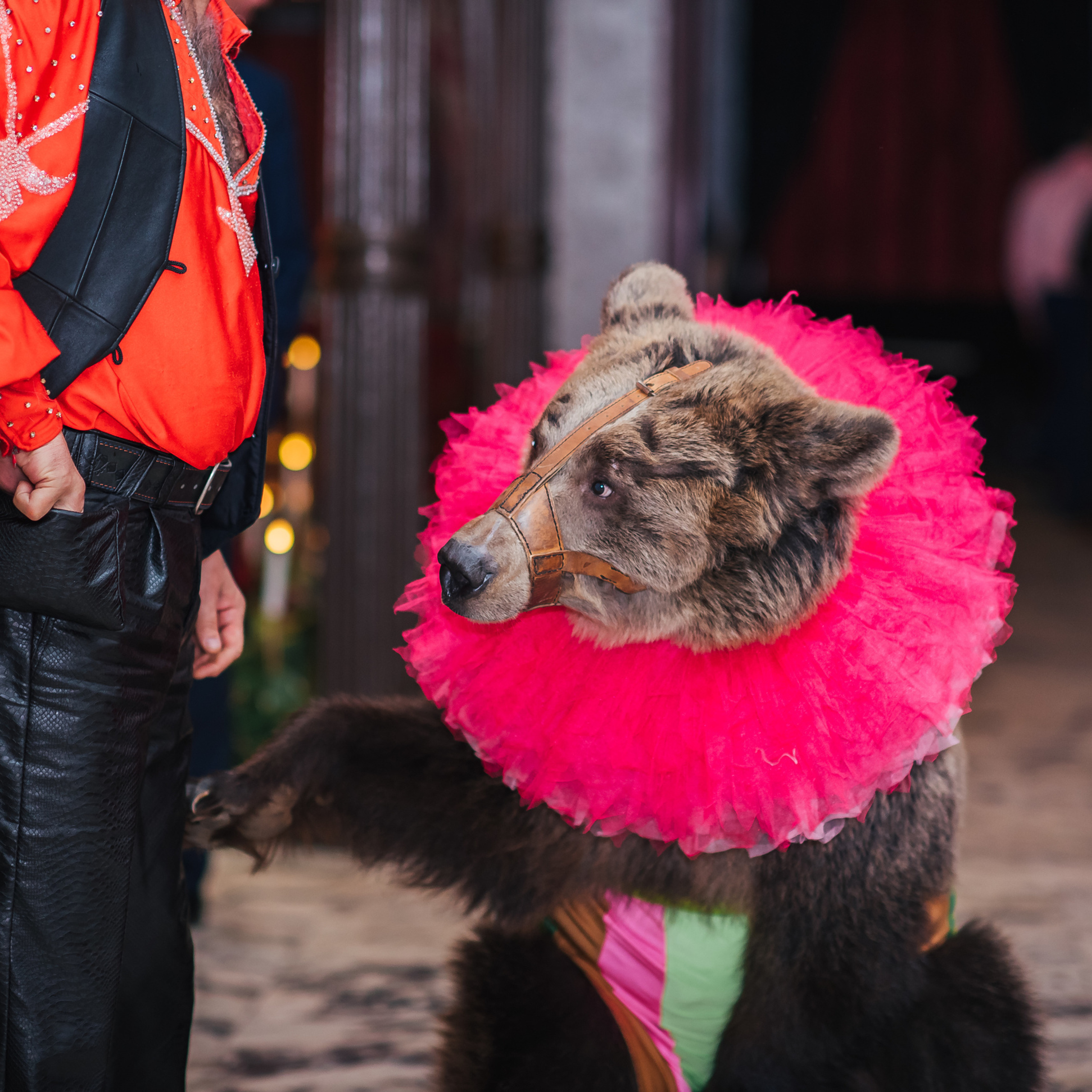 Алексей и Дарья (27 октября 2017г.). Фотограф в Санкт-Петербурге Наталья Прядильщикова