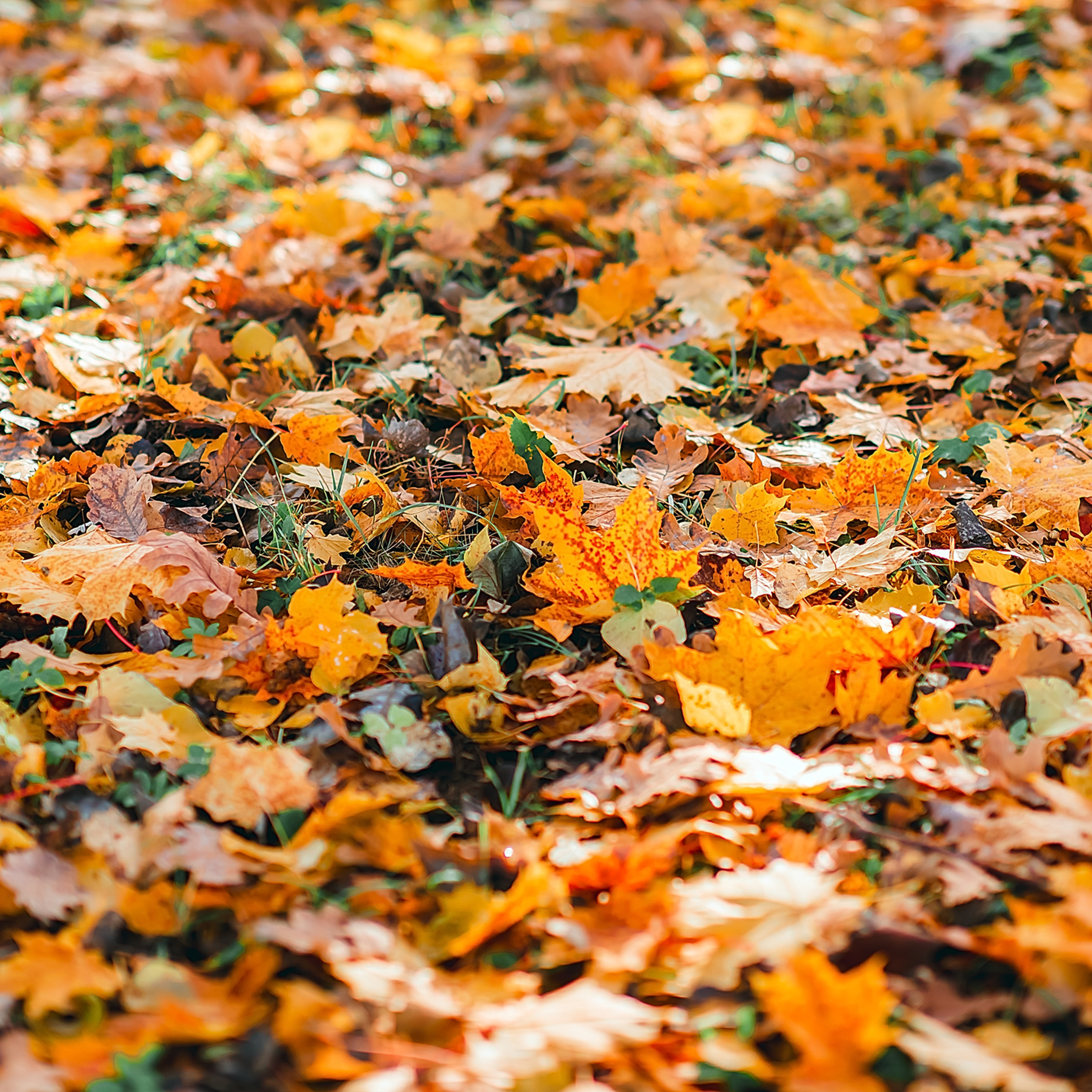 Олеся (прогулка). Фотограф в Санкт-Петербурге Наталья Прядильщикова