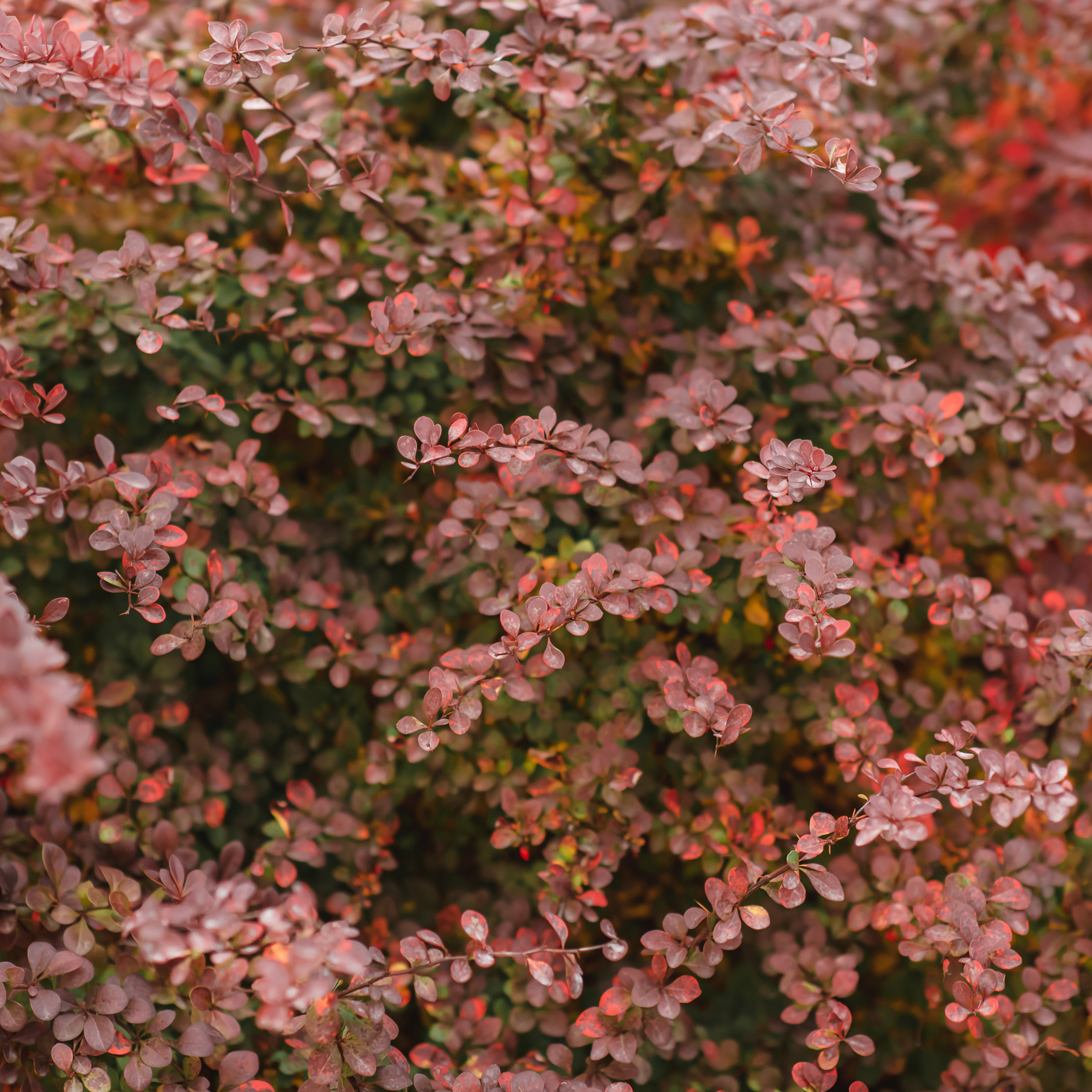 Татьяна и Саша (прогулка парк). Фотограф в Санкт-Петербурге Наталья Прядильщикова