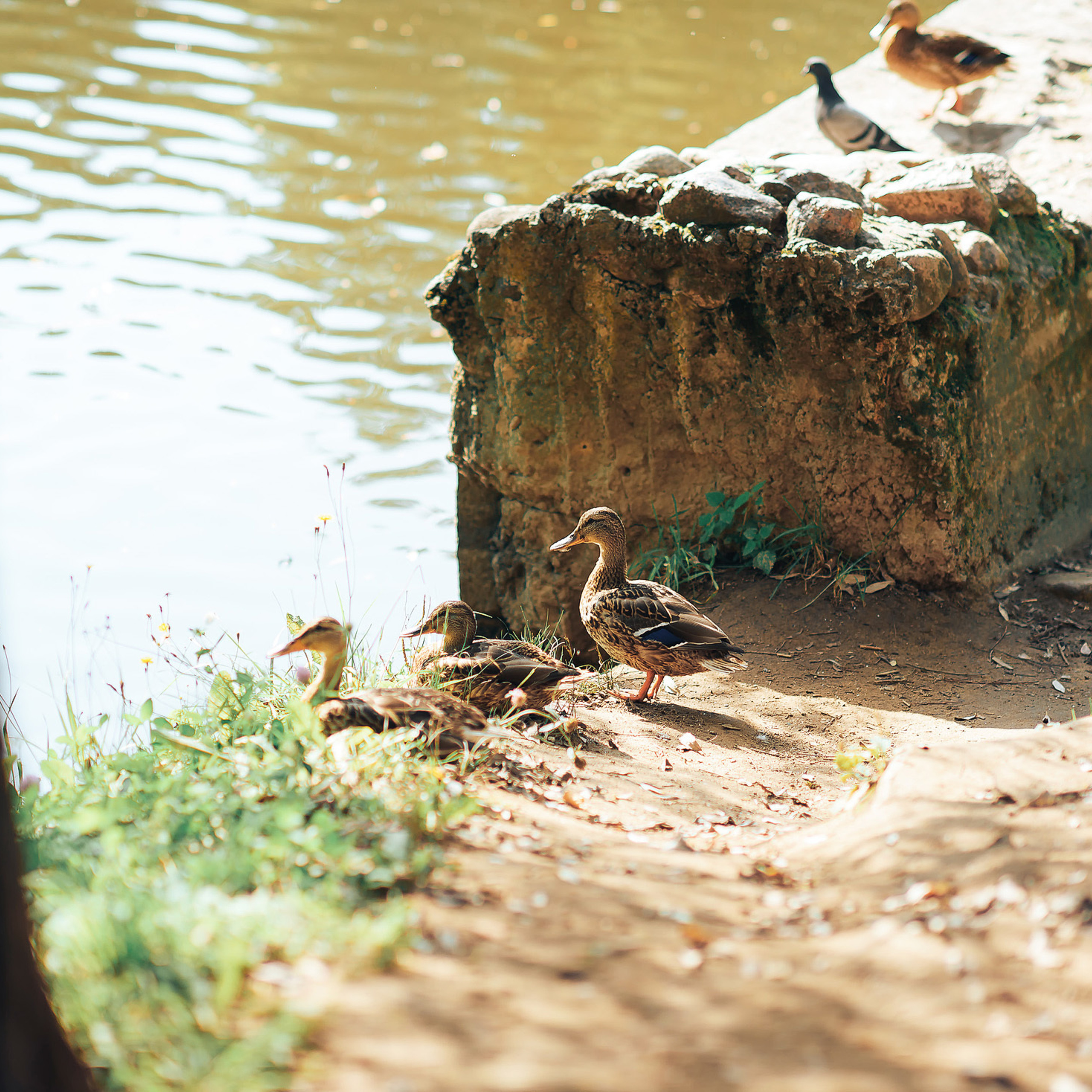 Фотосессия в Павловске