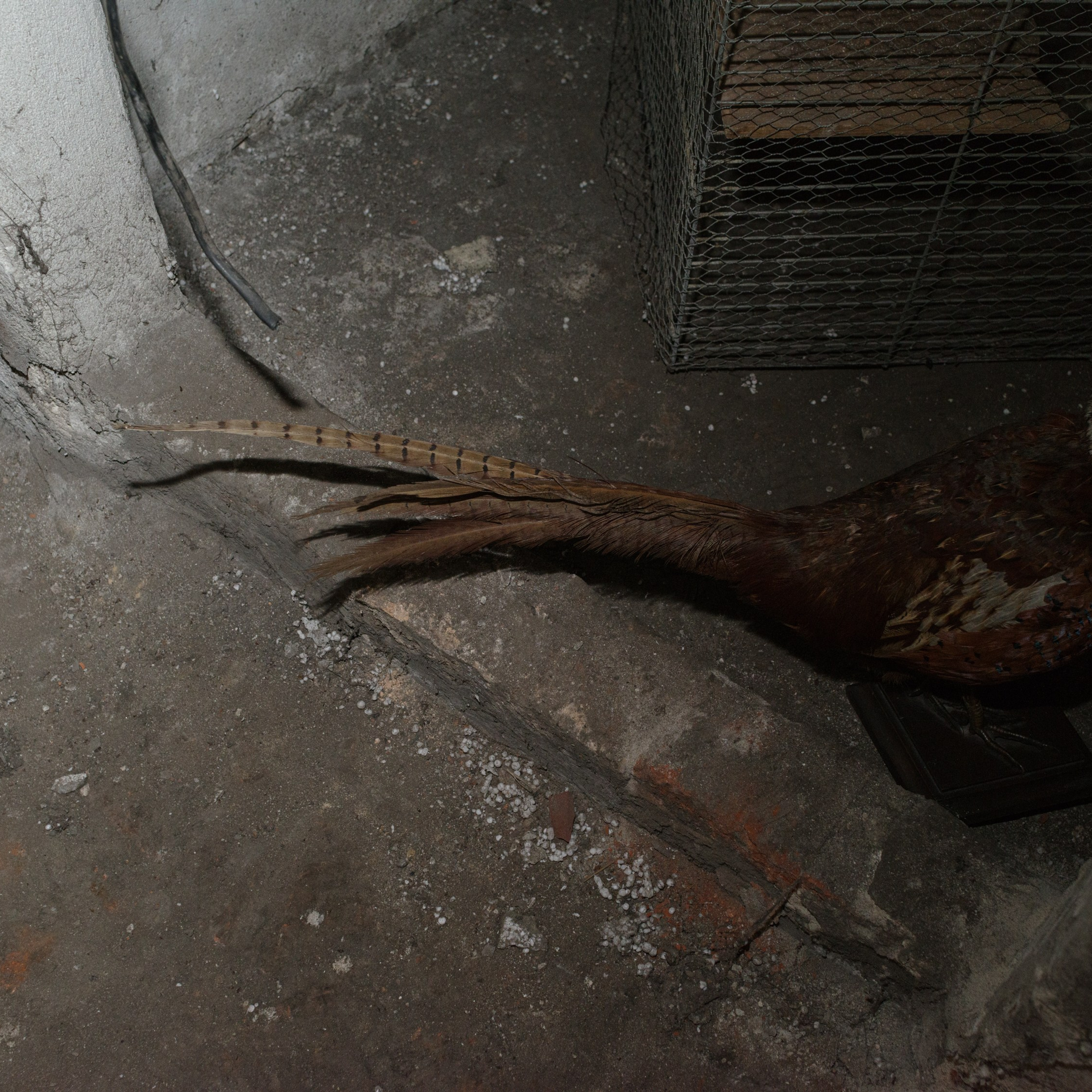 'Bird' — Fine art print from the series Unspoken. Photographer, Documentary and Art